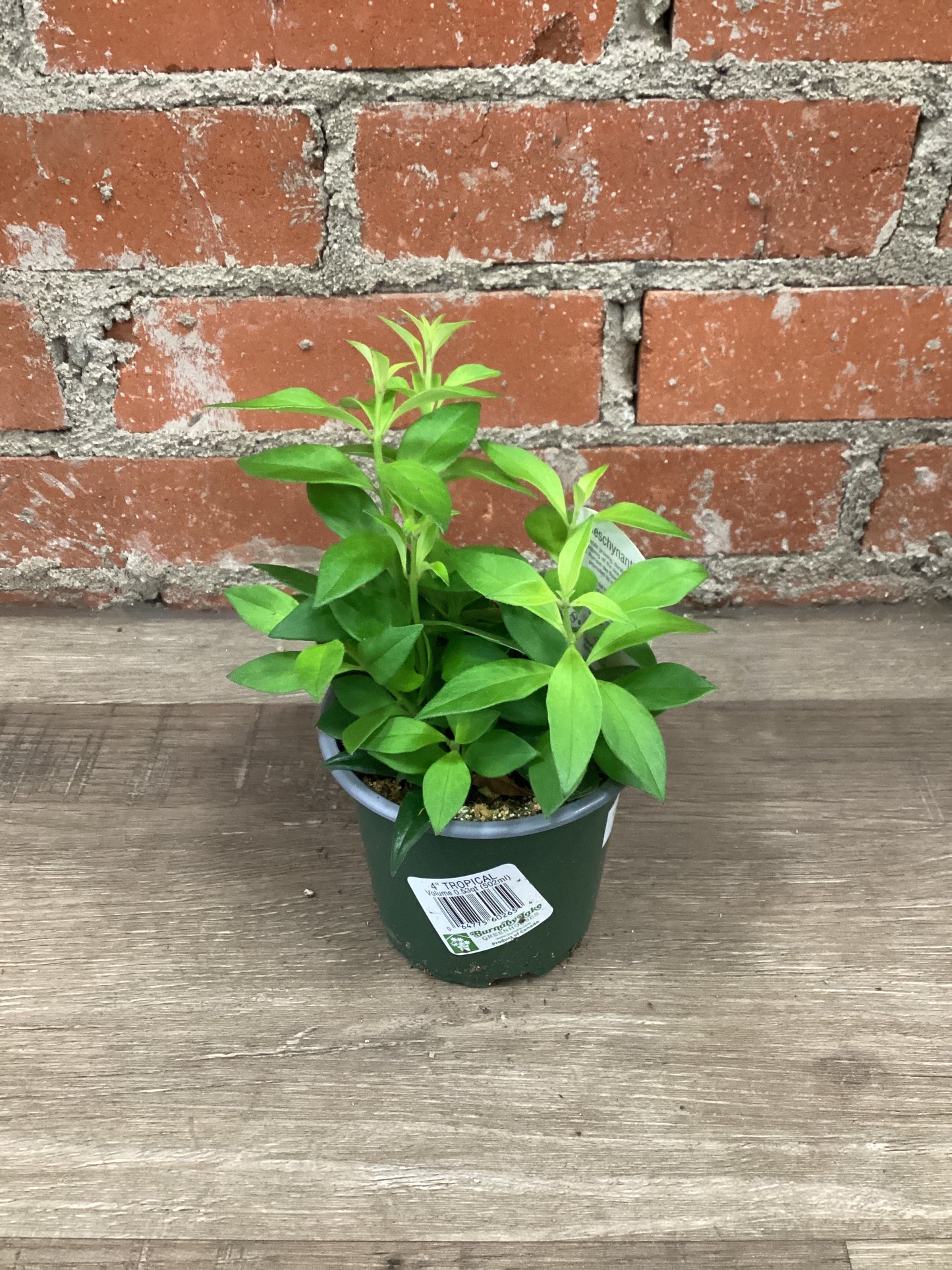 4” Lipstick Purple Star