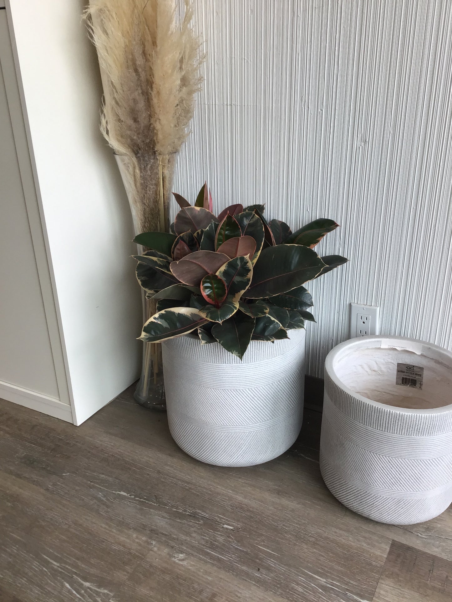 Ficus Robusta Ruby