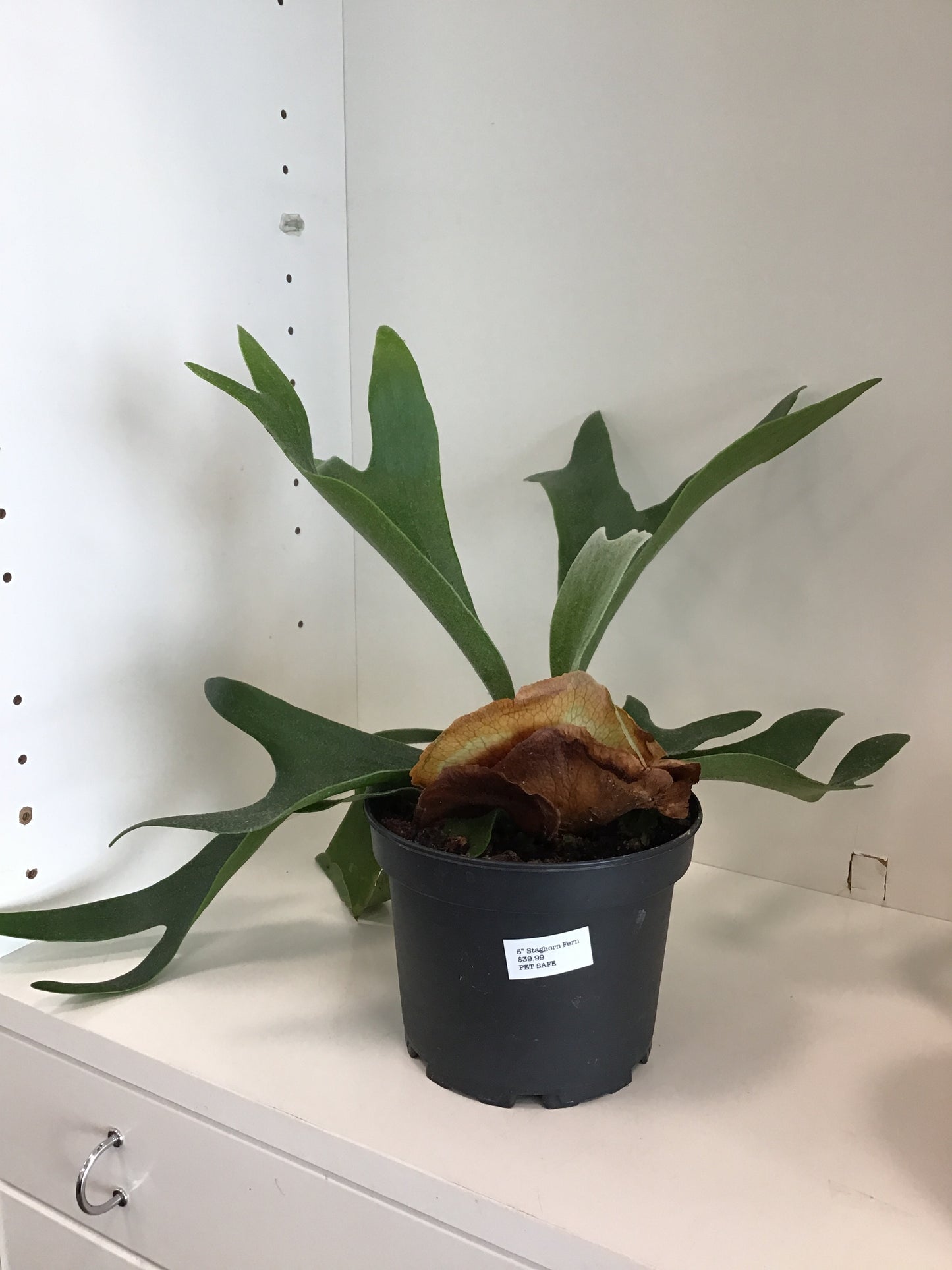 Fern Staghorn