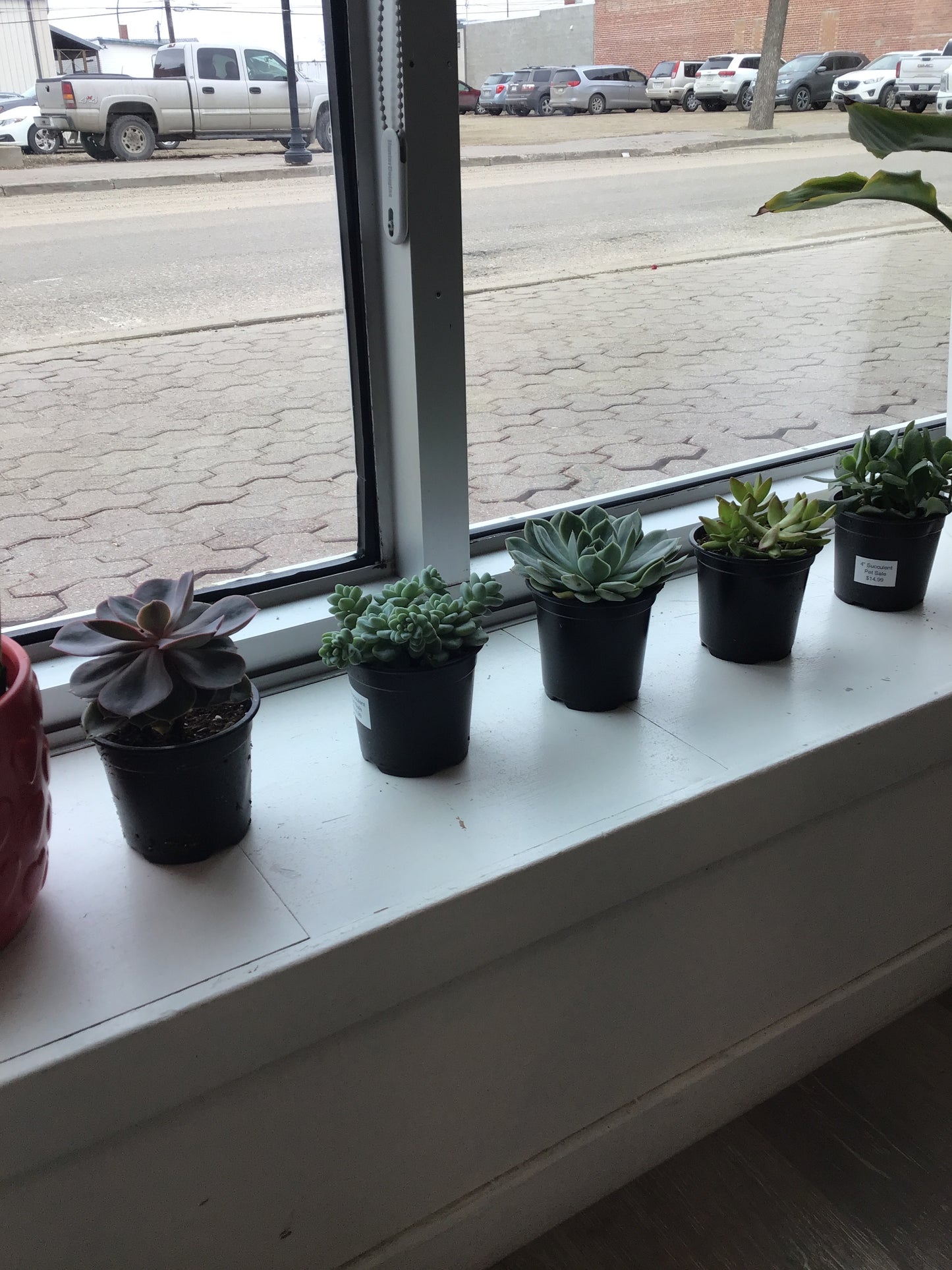 Succulents