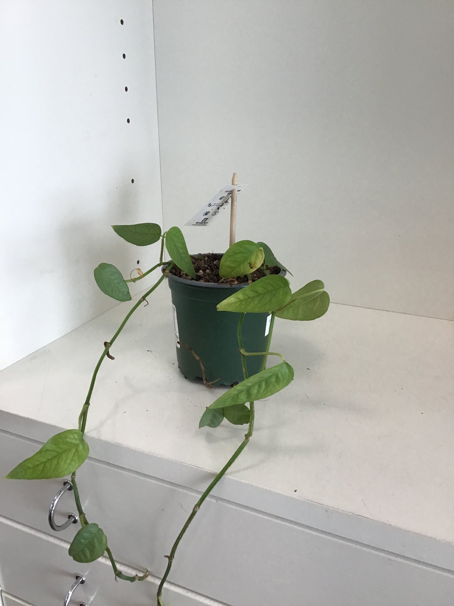 4” Pothos Cebu Blue