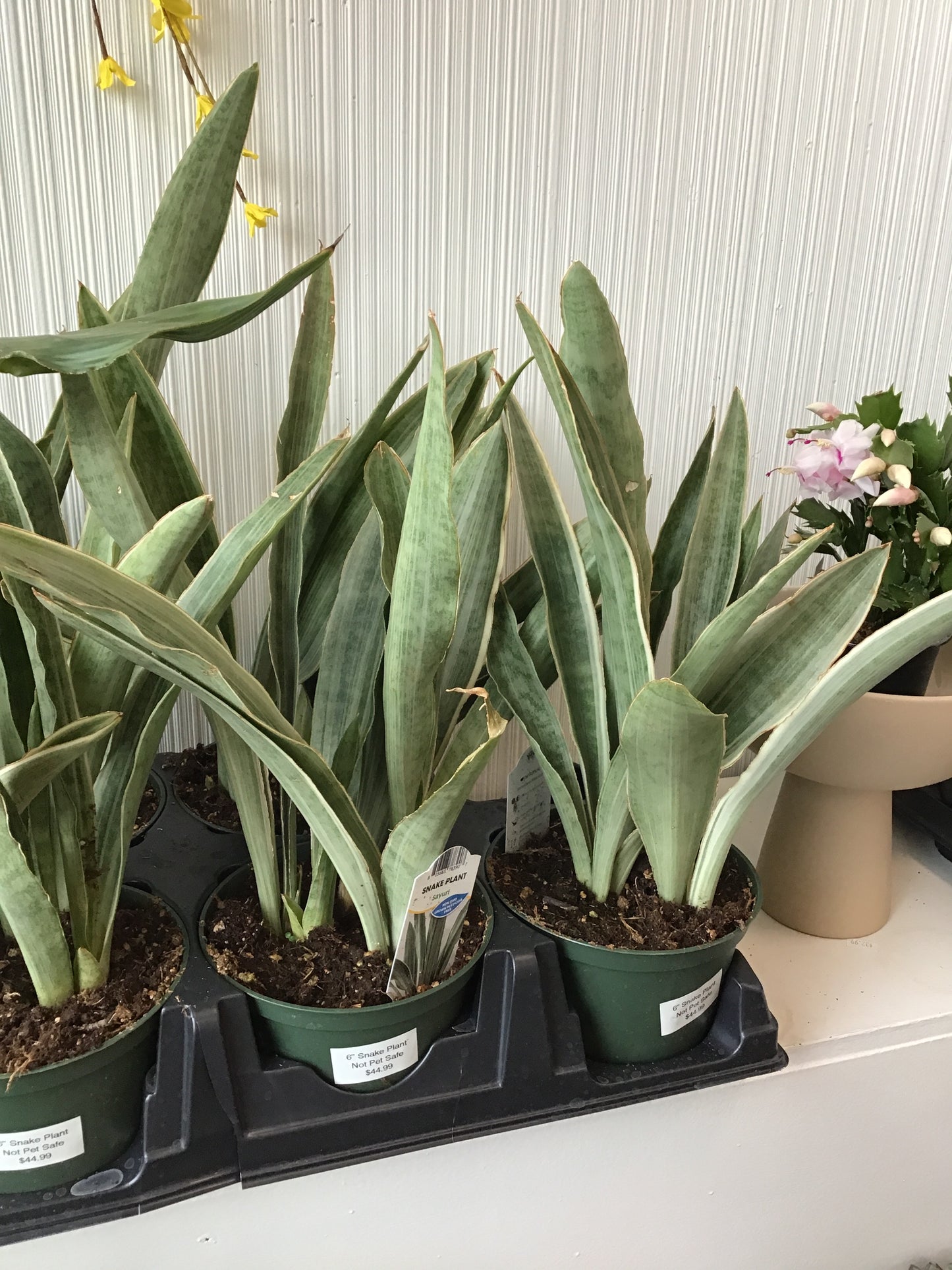 Snake Plants