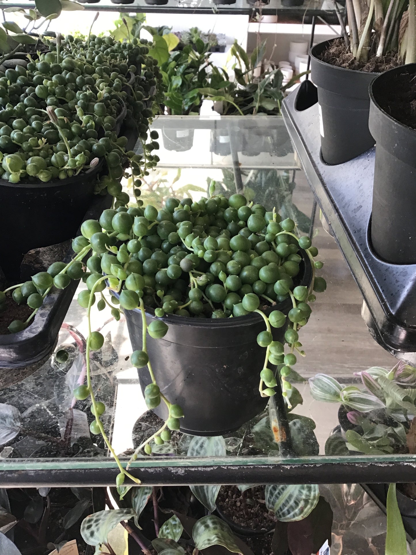 String of Pearls