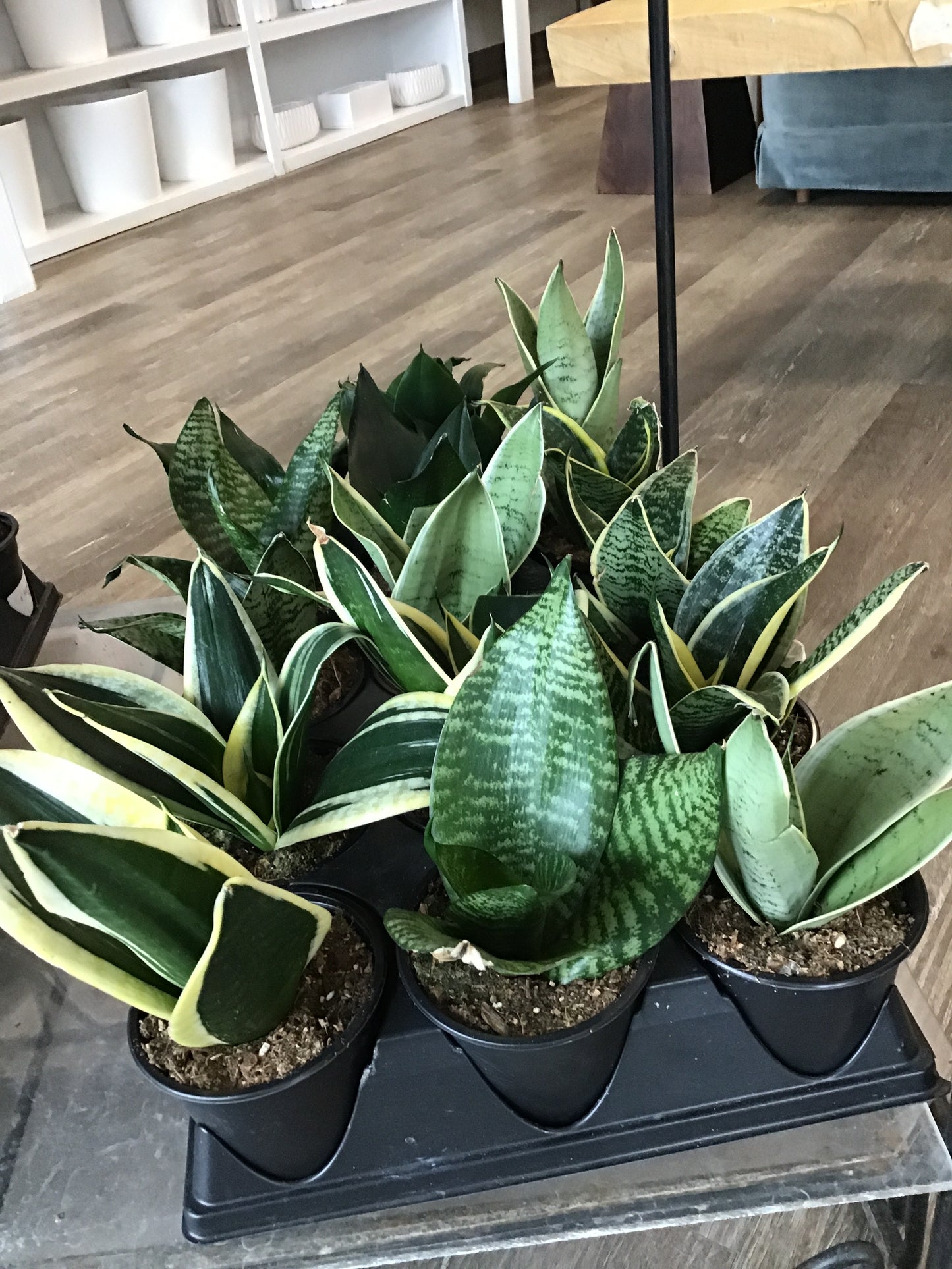 Snake Plants