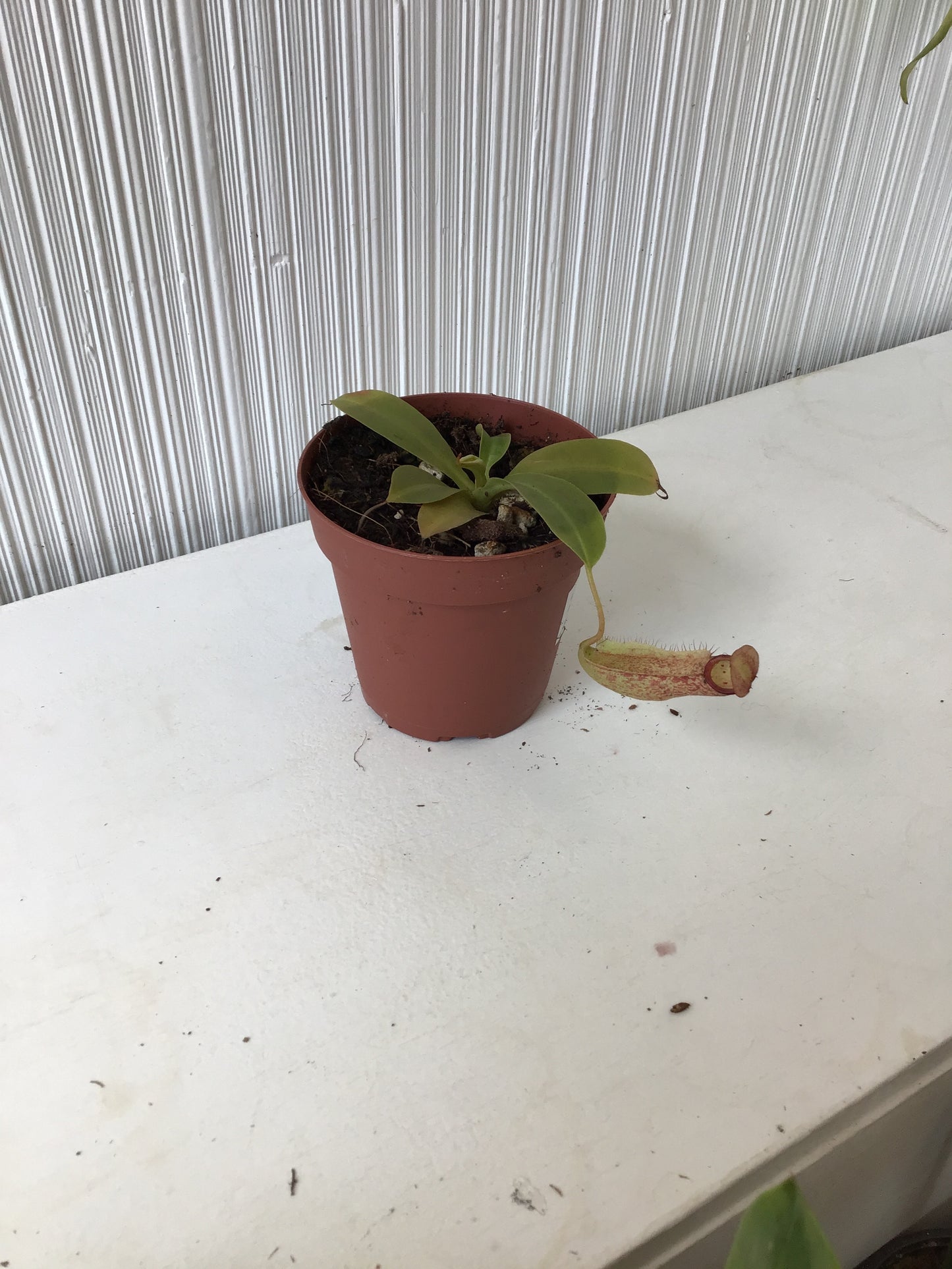 Pitcher Plant