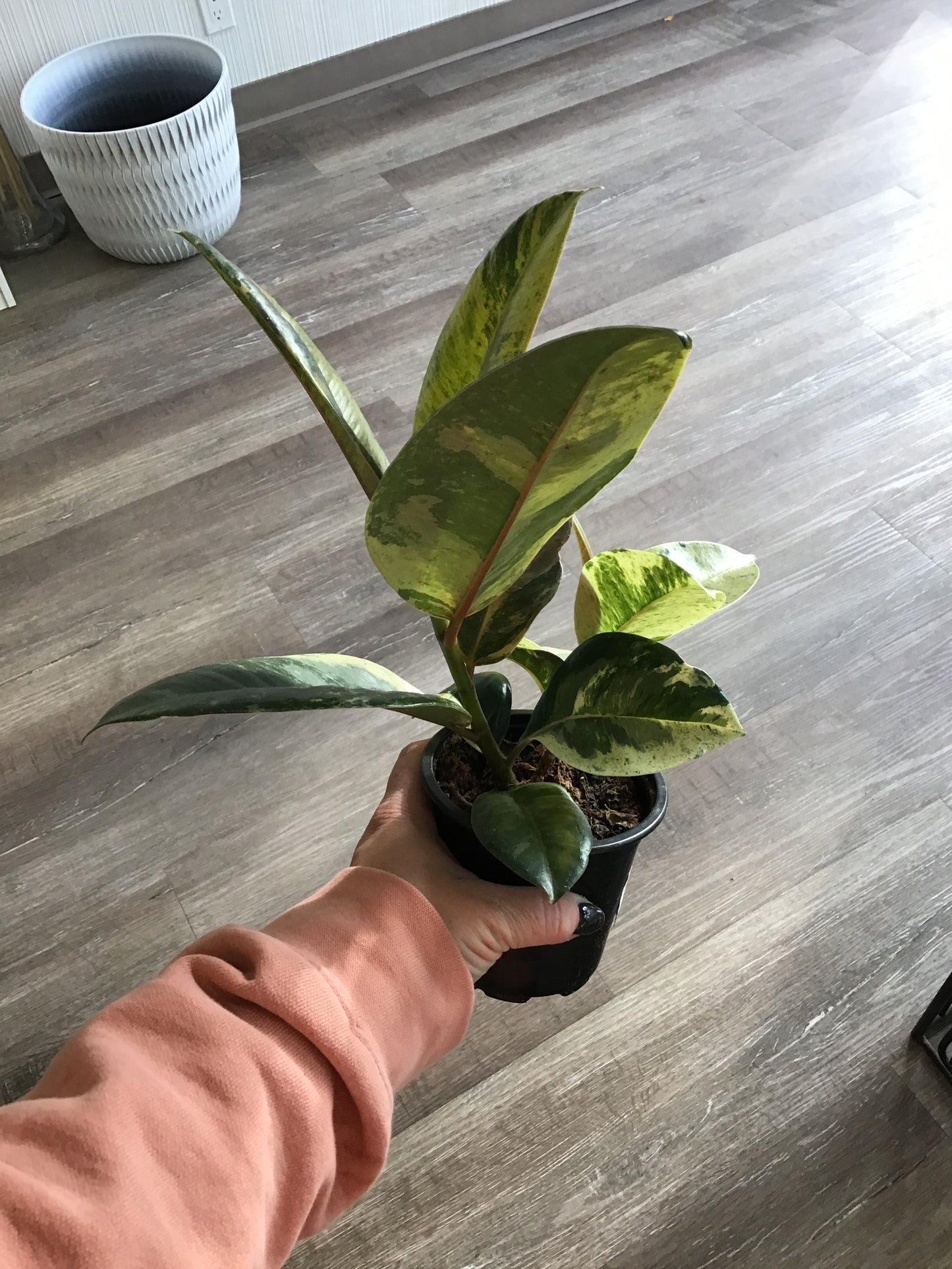 Ficus Shivereana