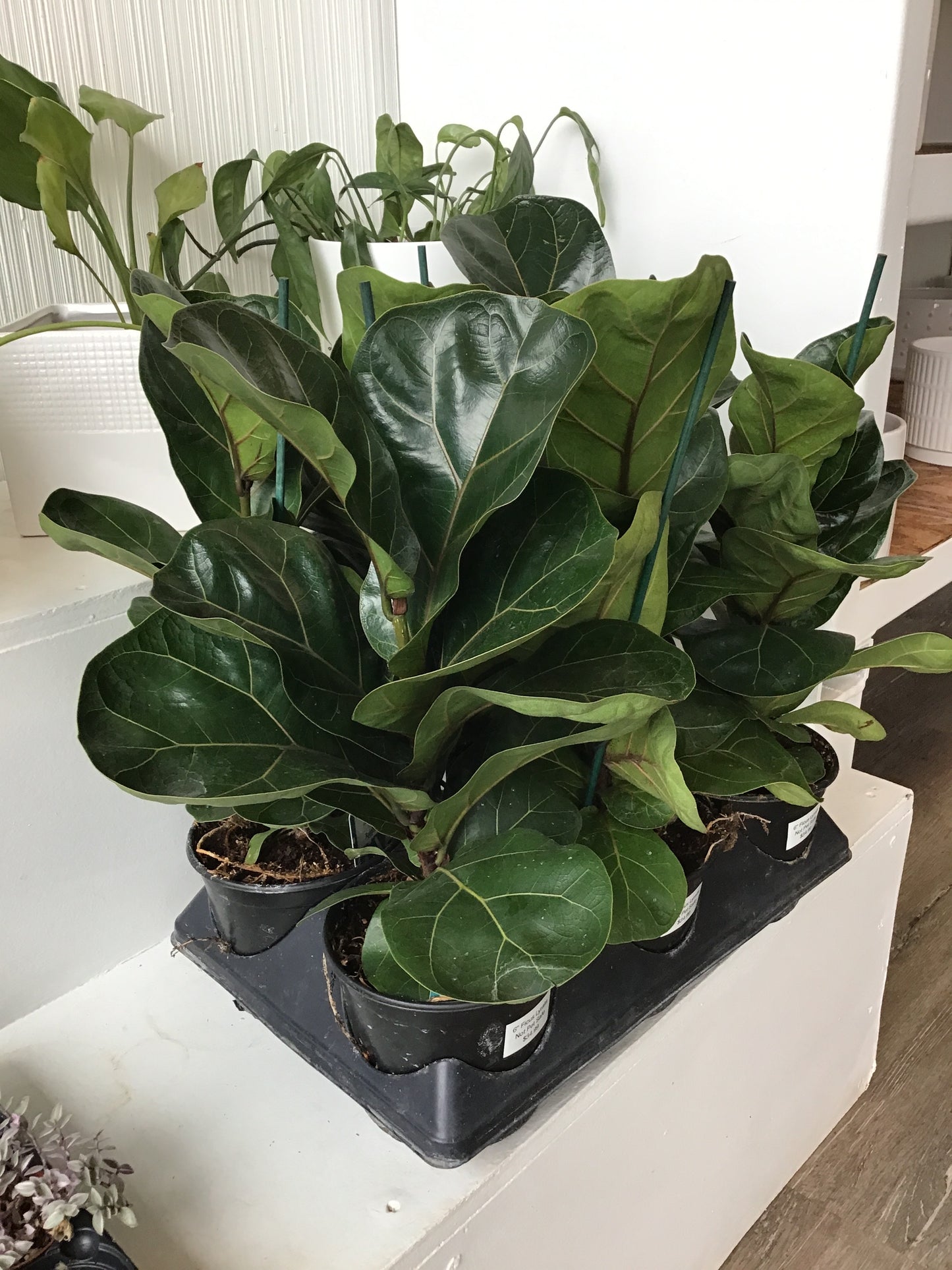 Ficus Lyrata (Fiddle Fig)