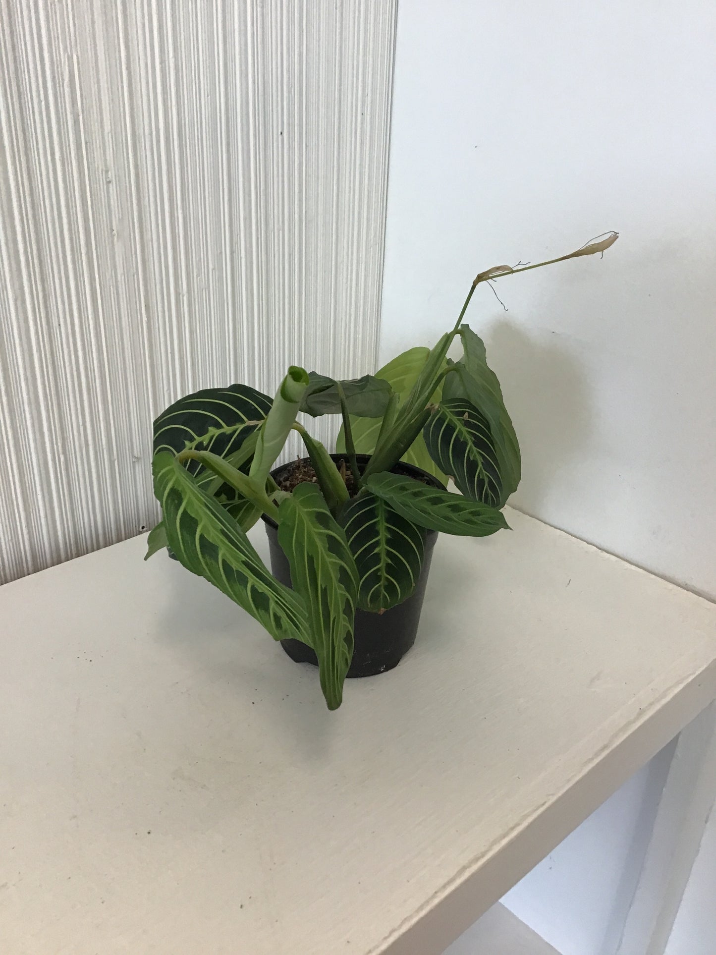 Maranta Lemon Prayer