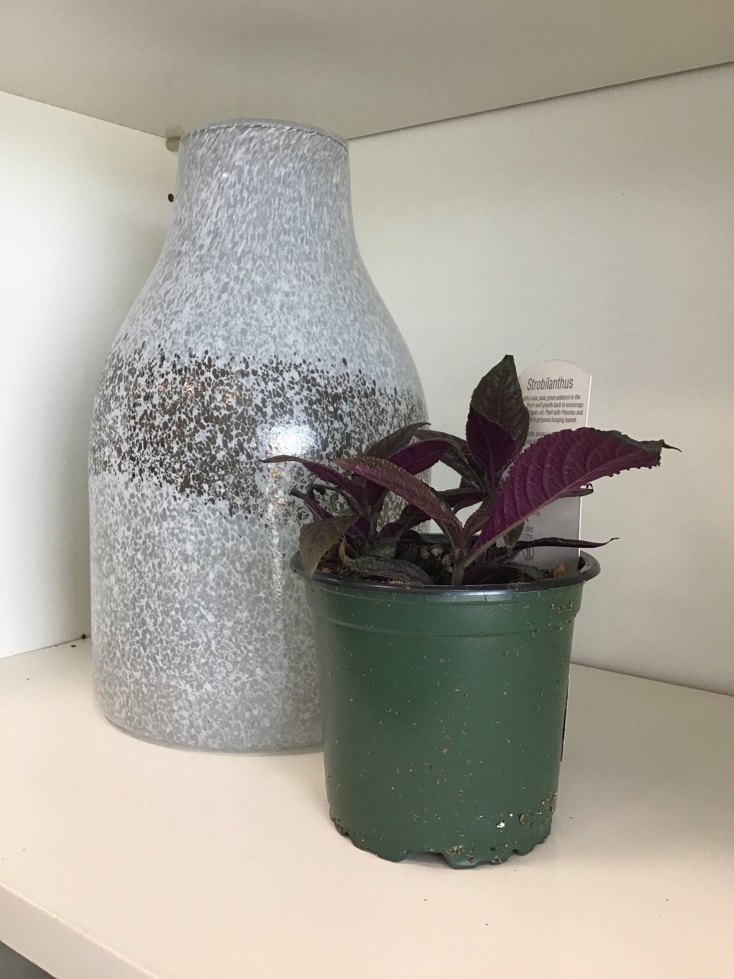 Persian Shield