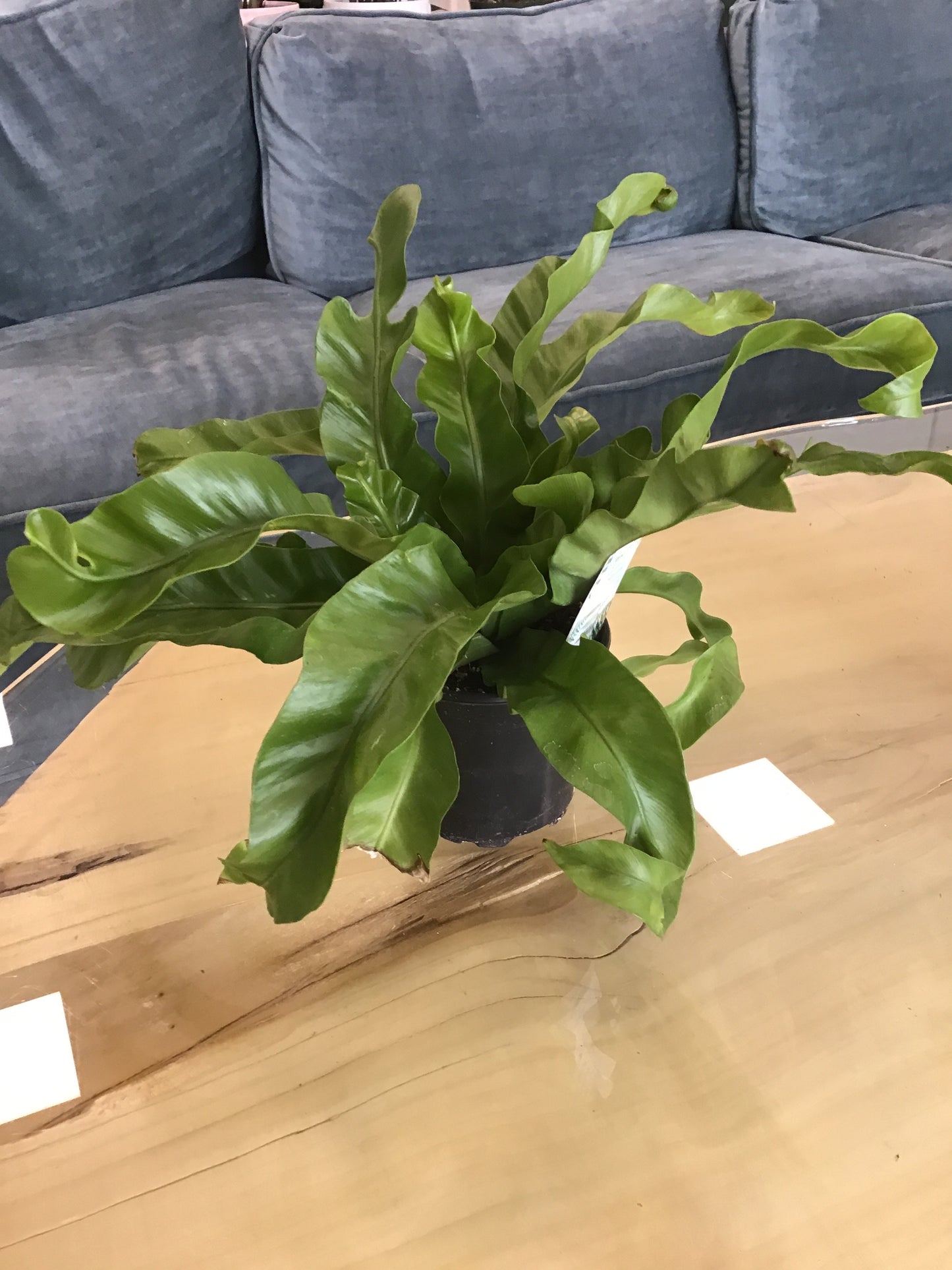 Green Flame Fern