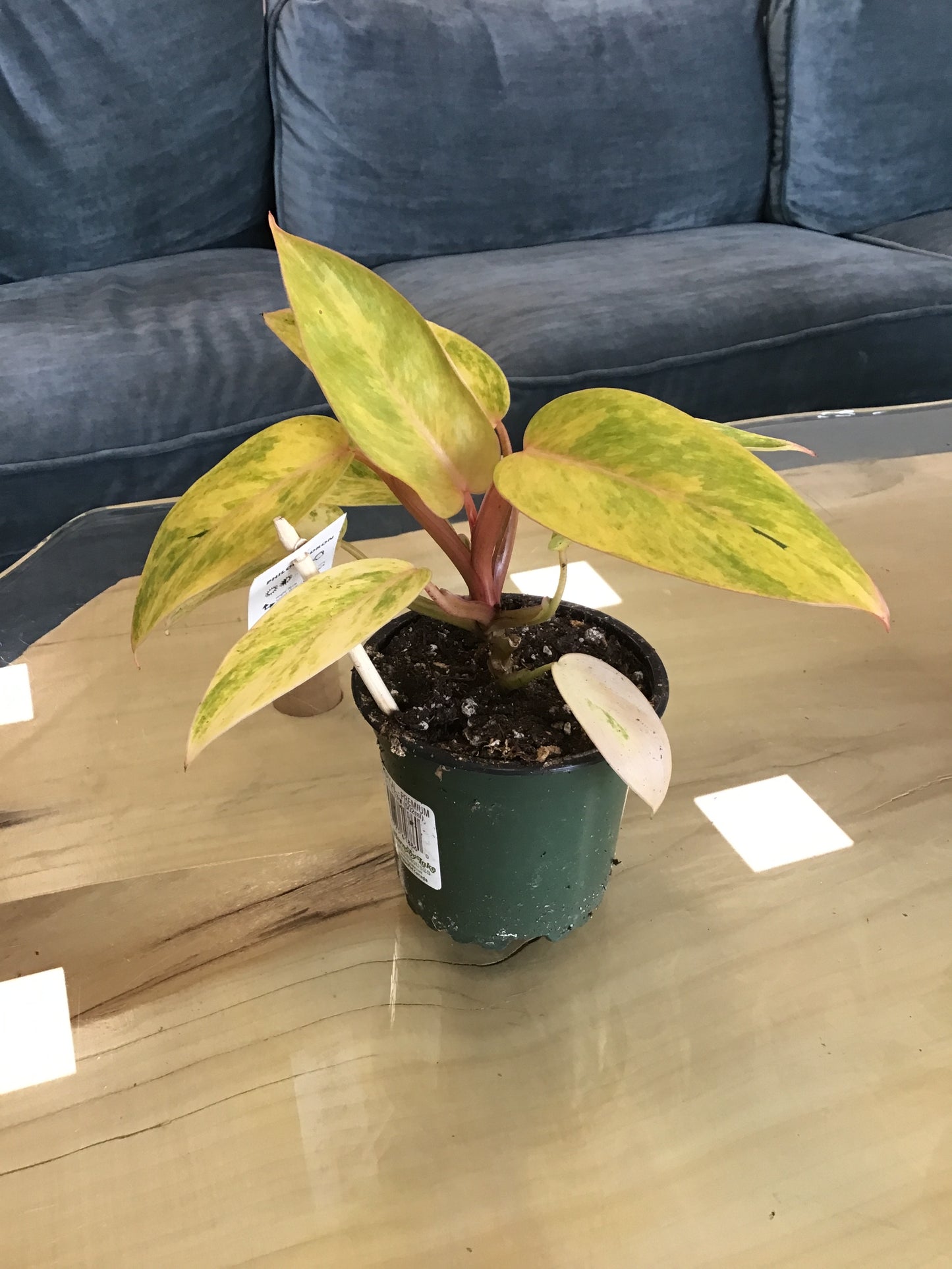 Philodendron Paraiso
