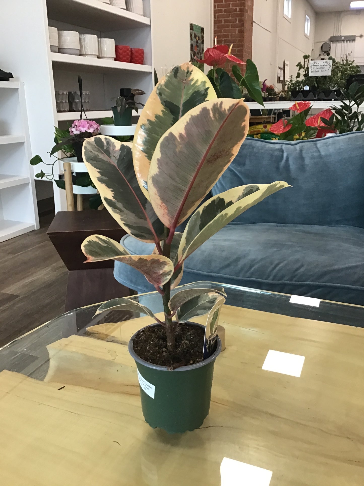 Ficus Tineke
