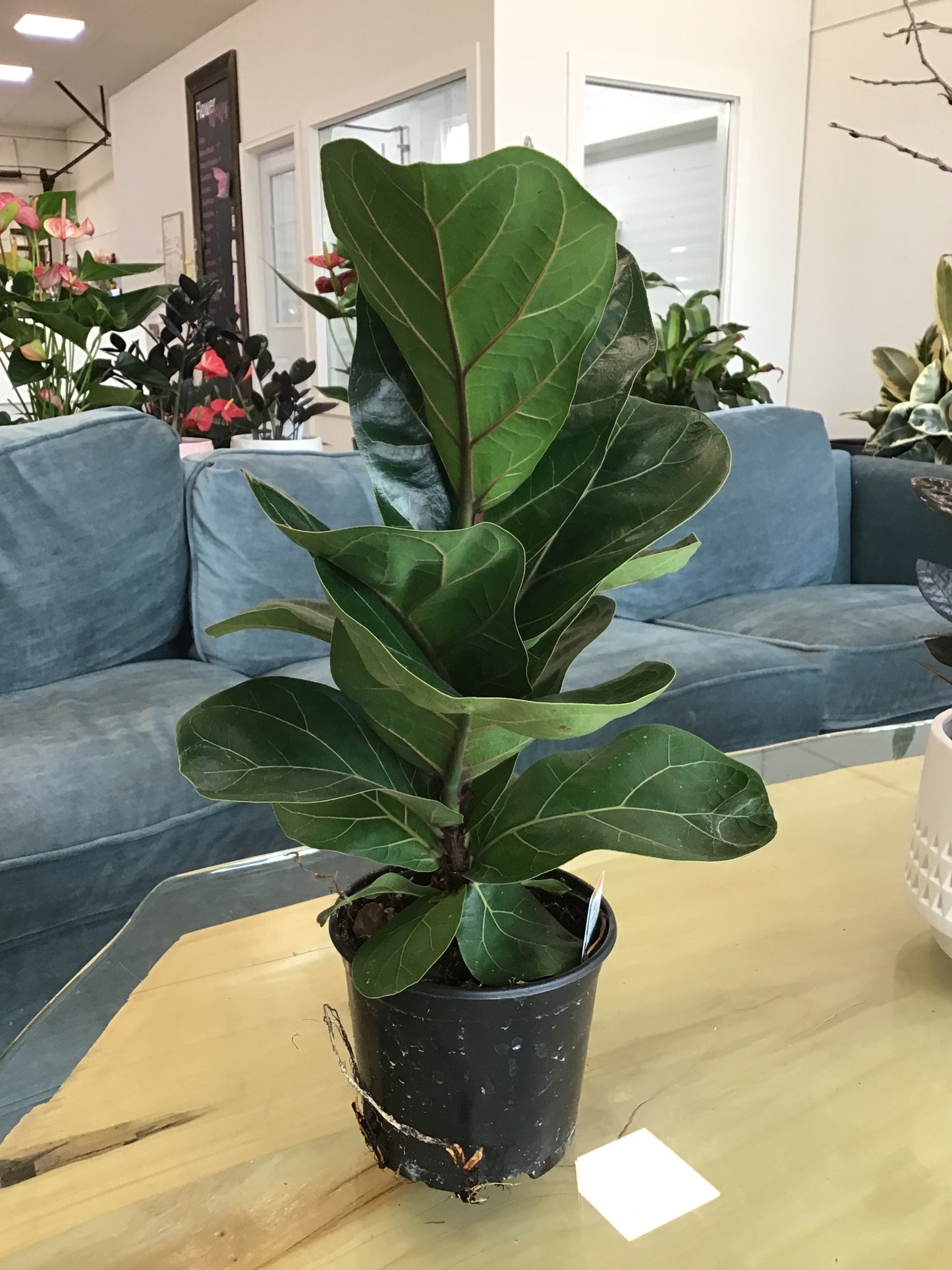 Ficus Lyrata (Fiddle Fig)