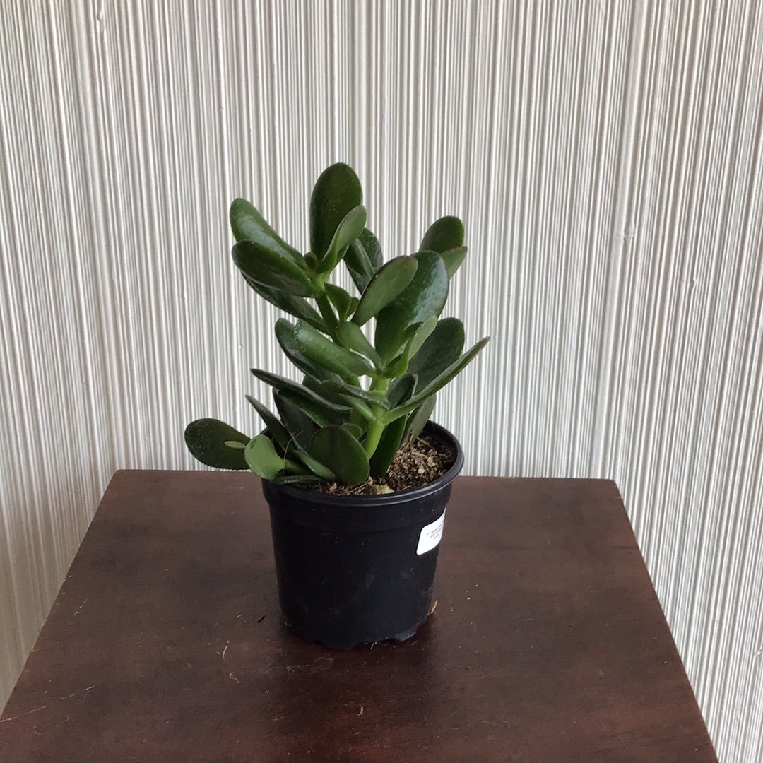 4” Crassula Jade Ovata