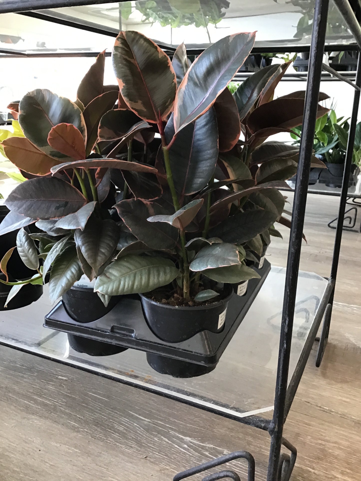 Ficus Robusta Ruby