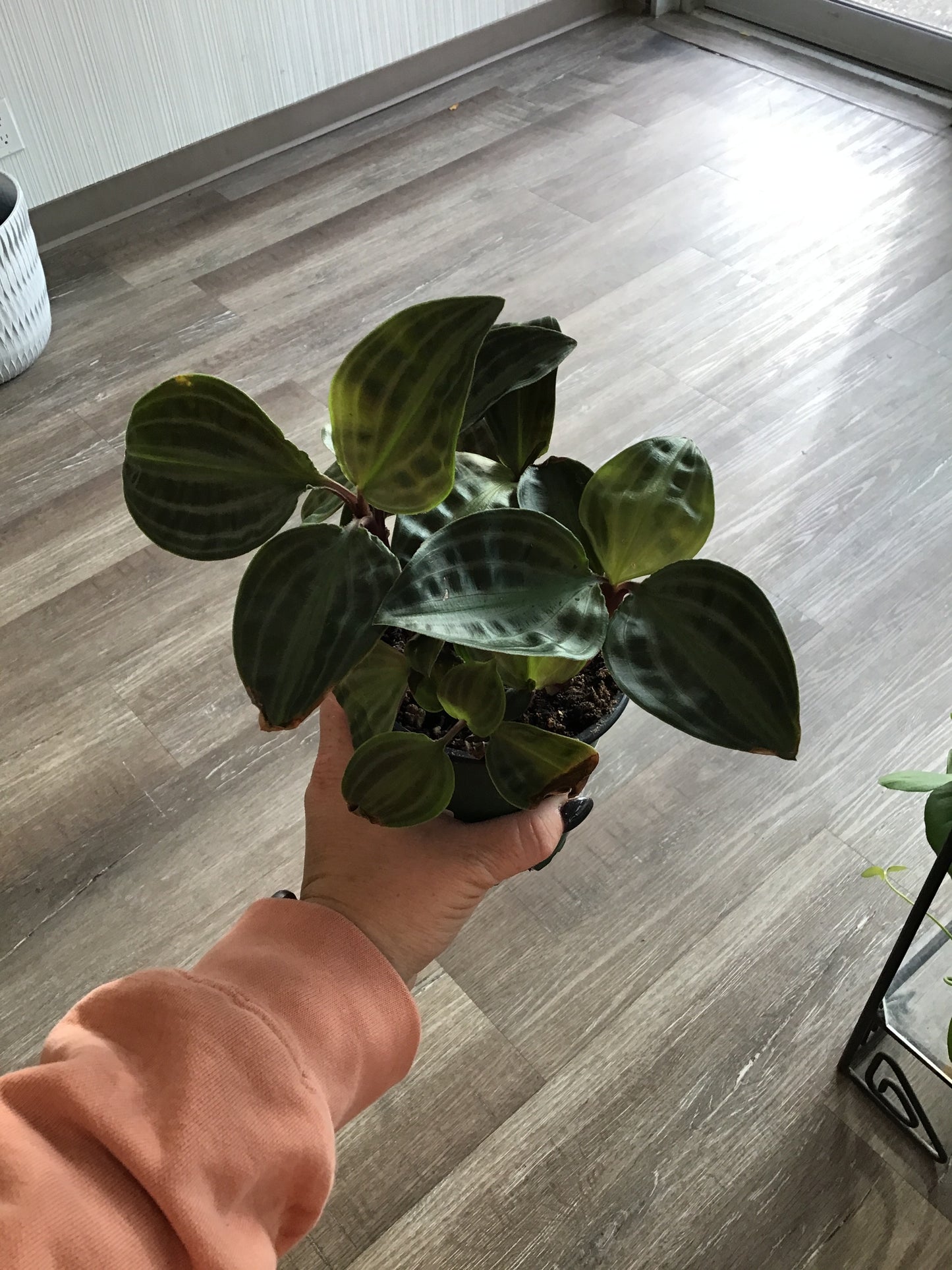Seersucker Plant