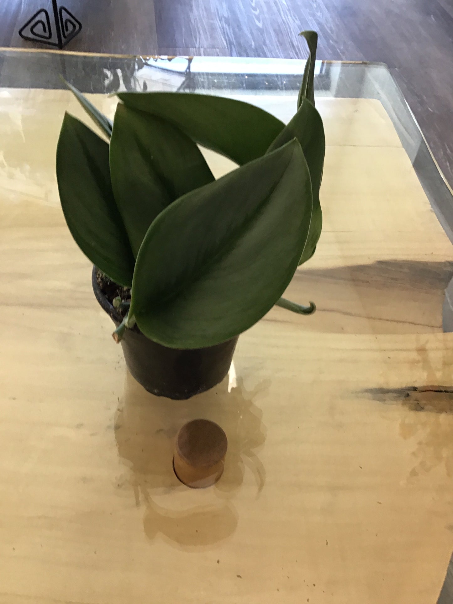 4” Sterling Silver Pothos
