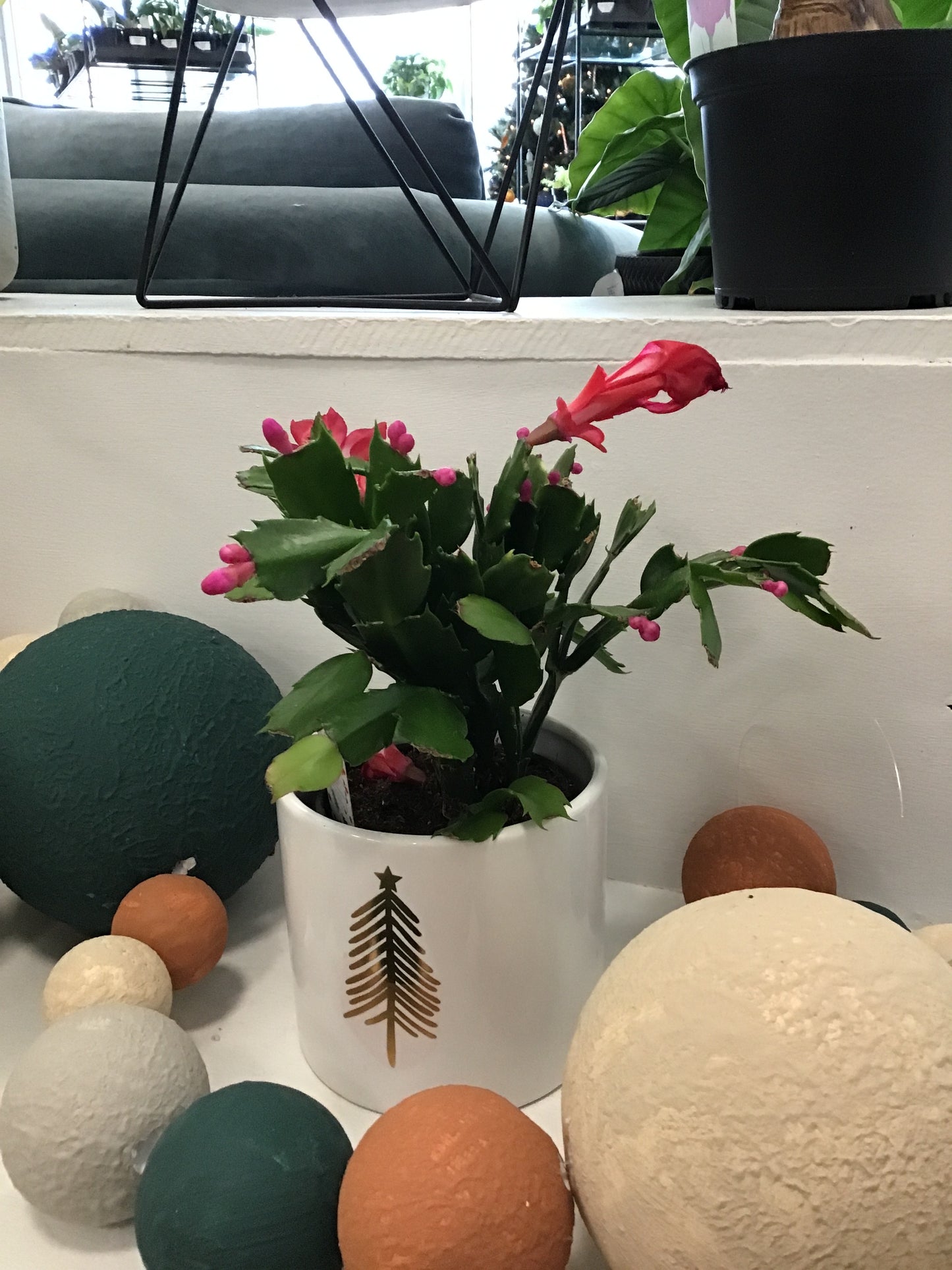 Christmas Cactus, assorted
