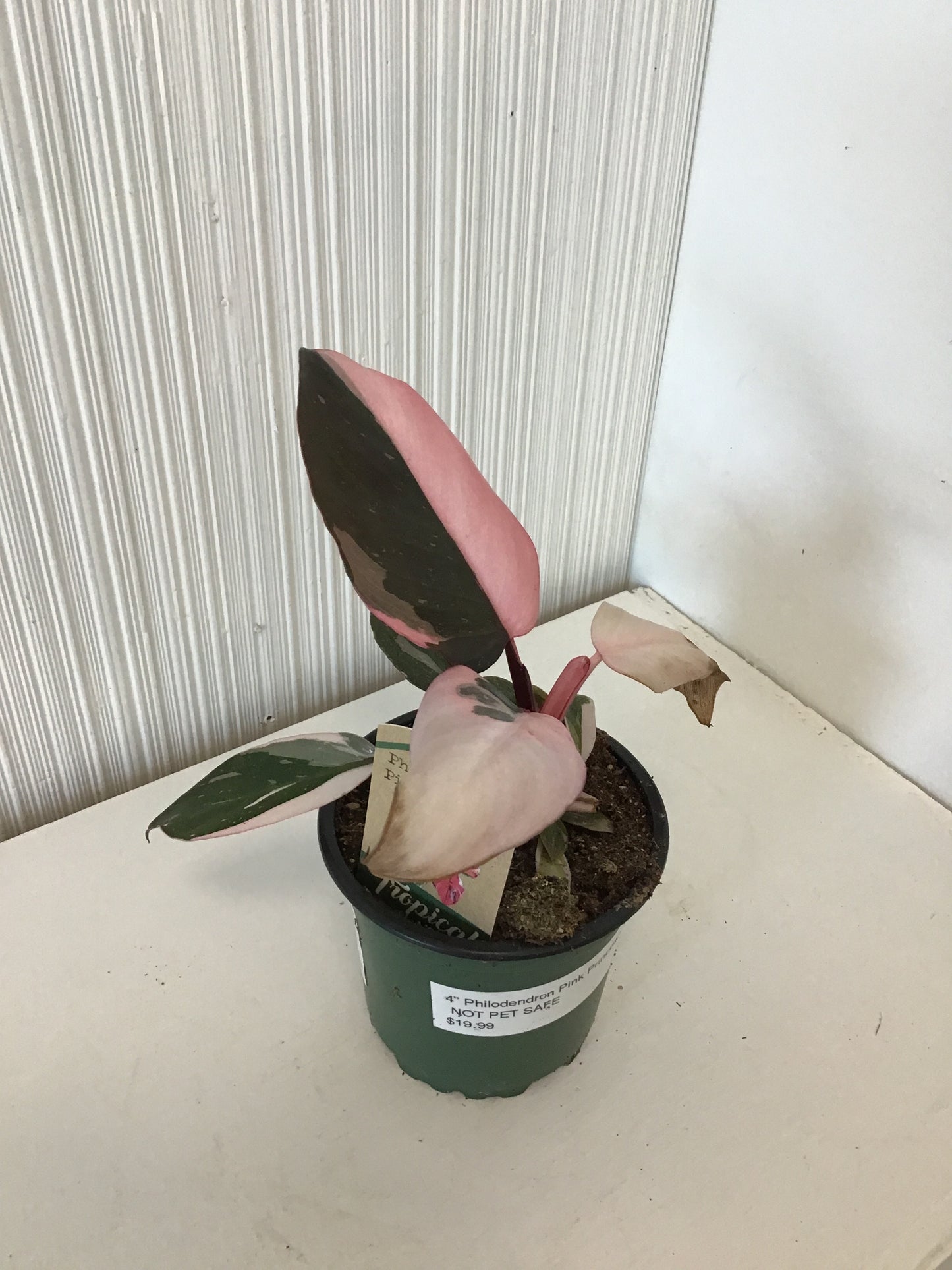Philodendron Pink Princess