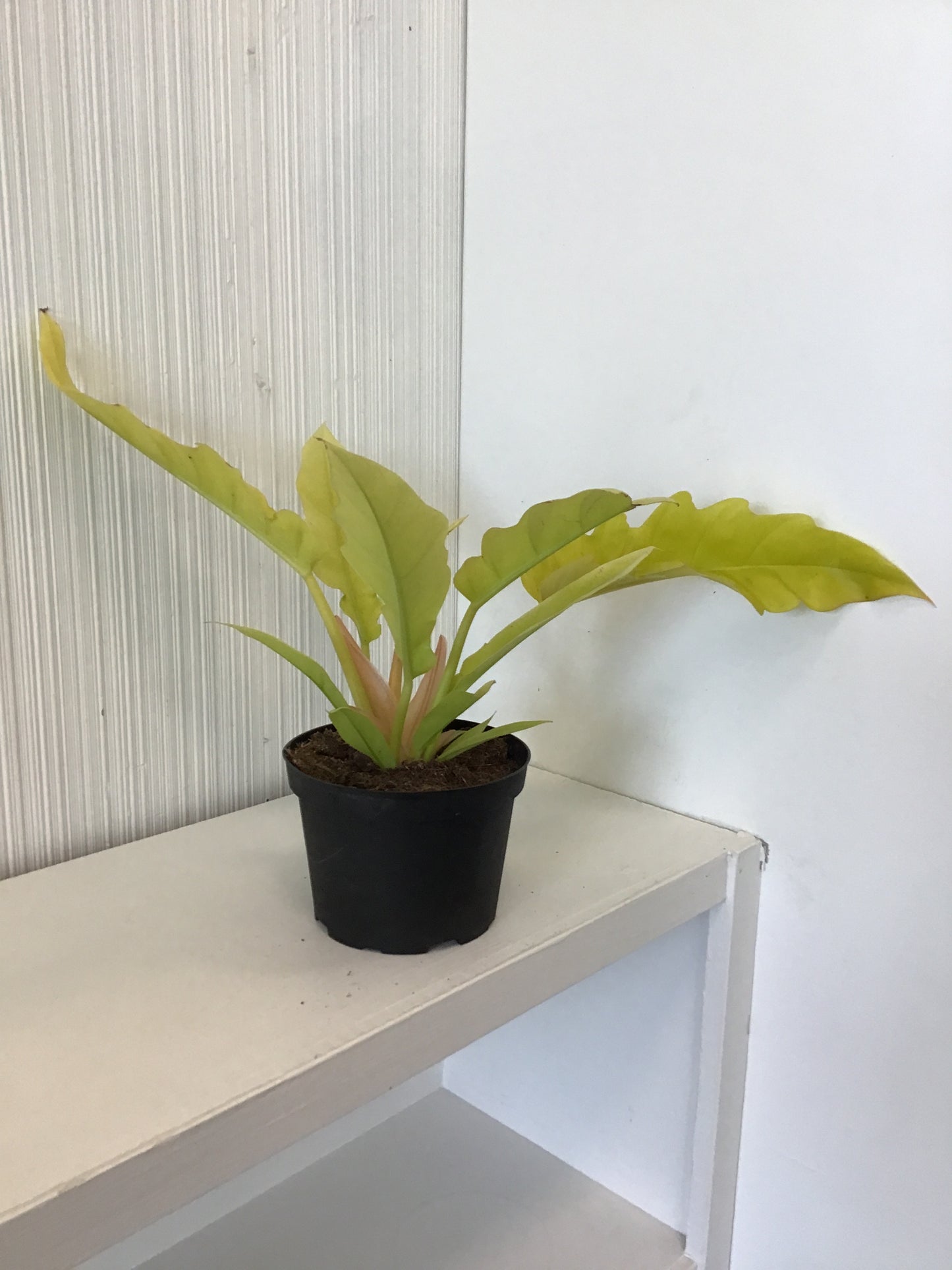 Philodendron Golden Crocodile