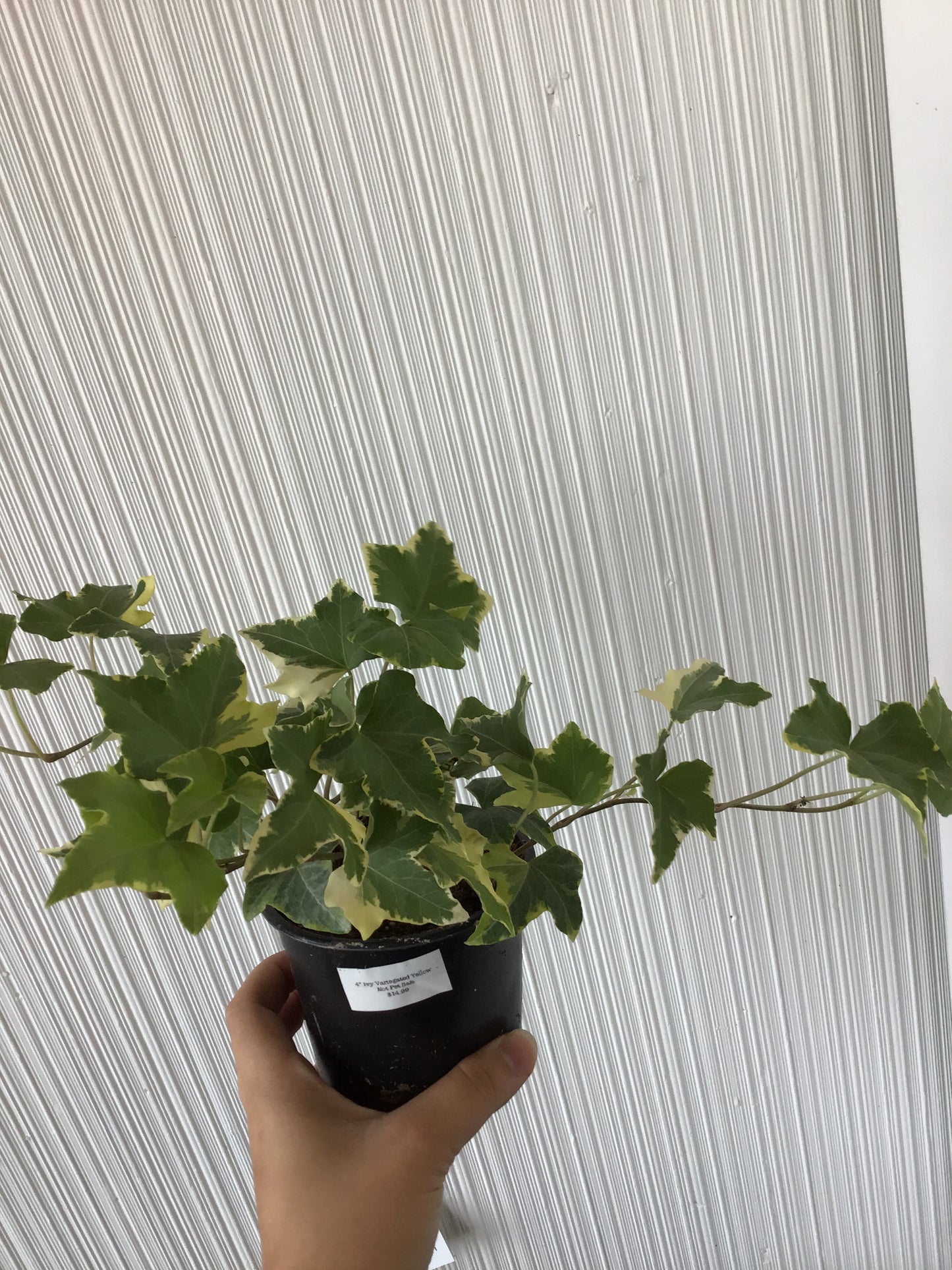 4” Ivy variegated yellow