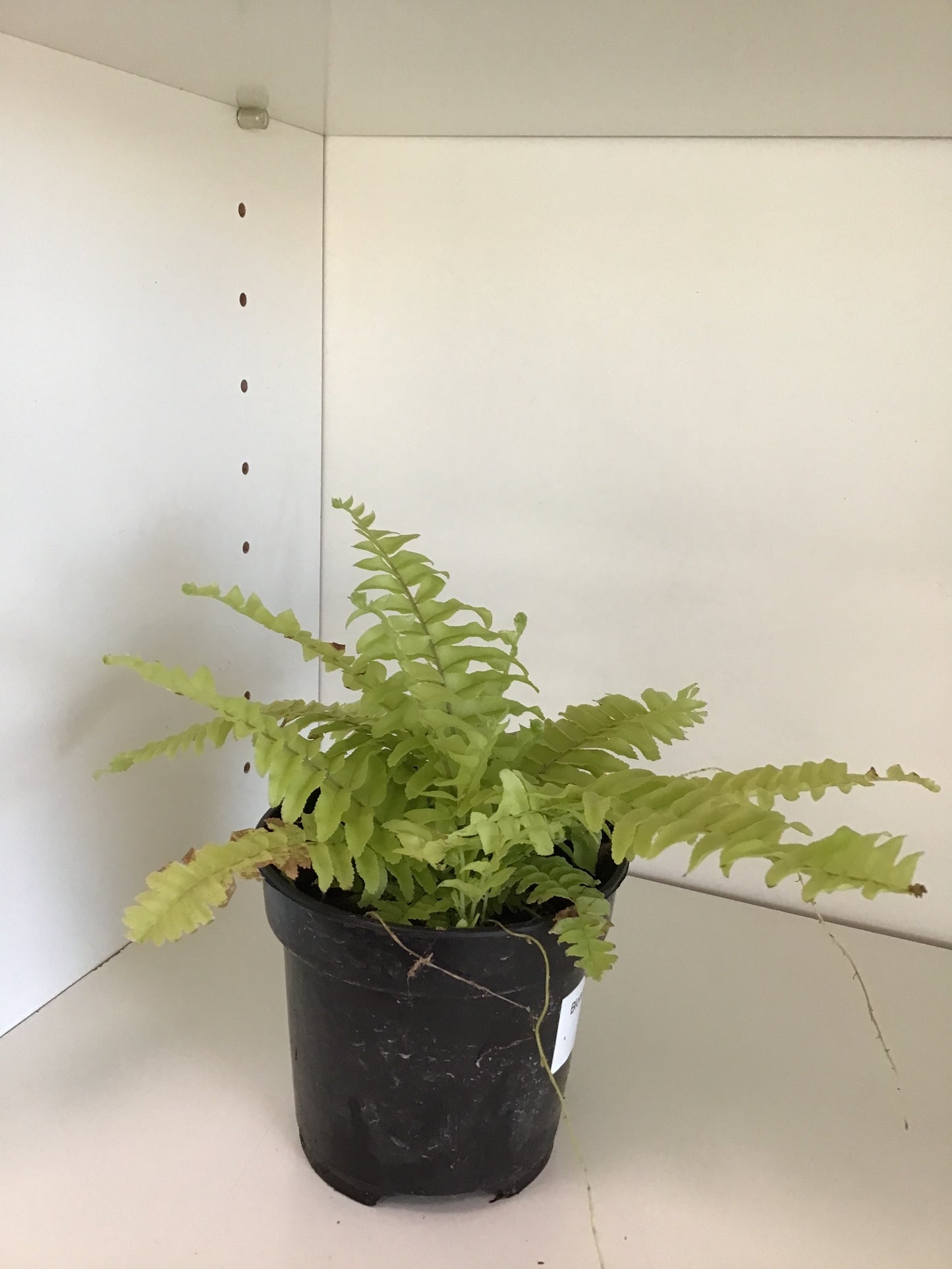 Boston Blonde Fern