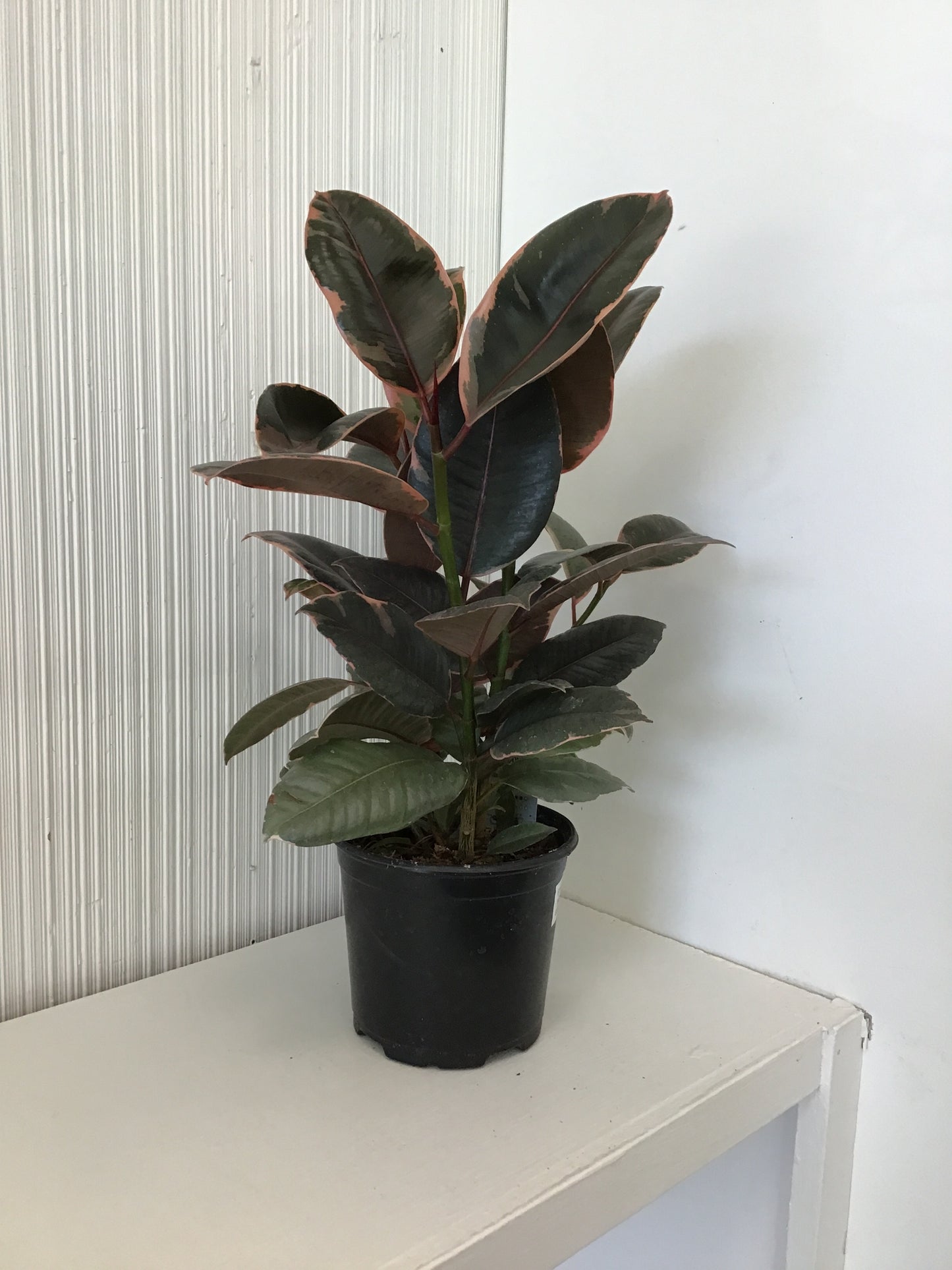 Ficus Robusta Ruby
