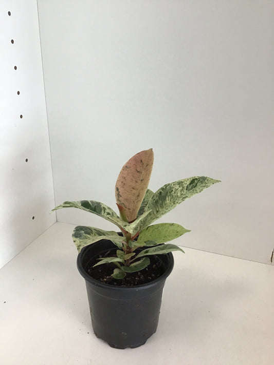 4” Ficus Moonshine