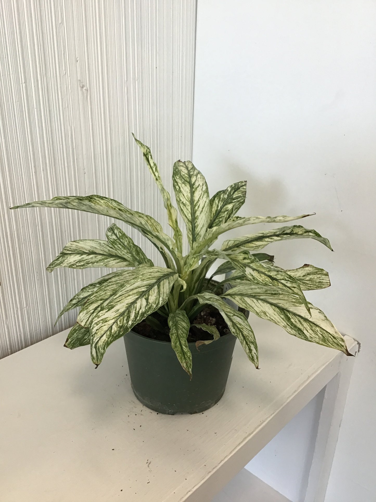 Peace Lily