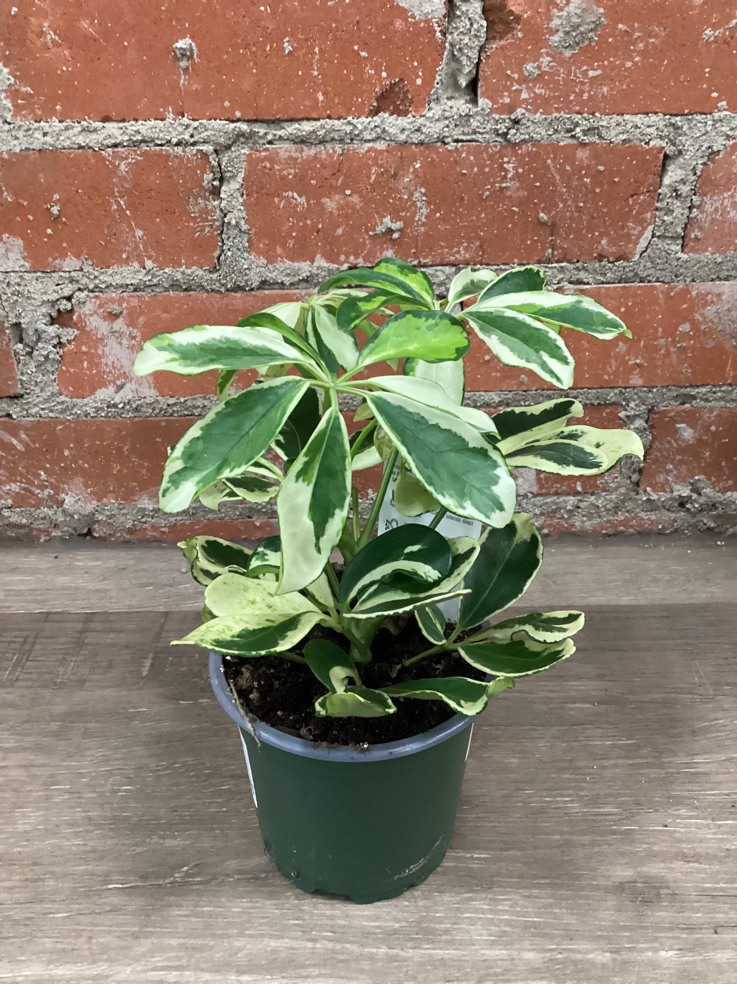 4” Schefflera Ivory