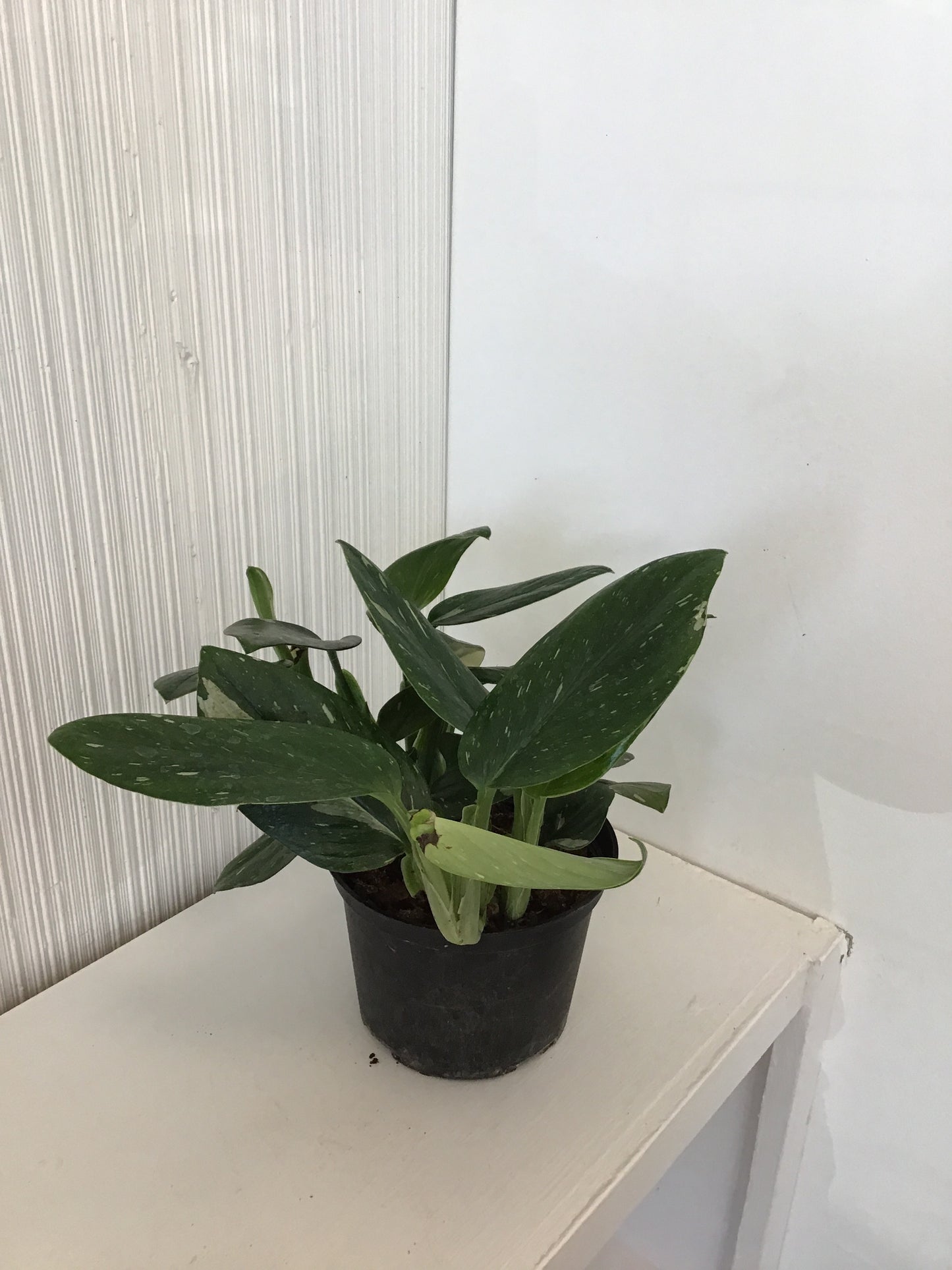 Monstera Cobra