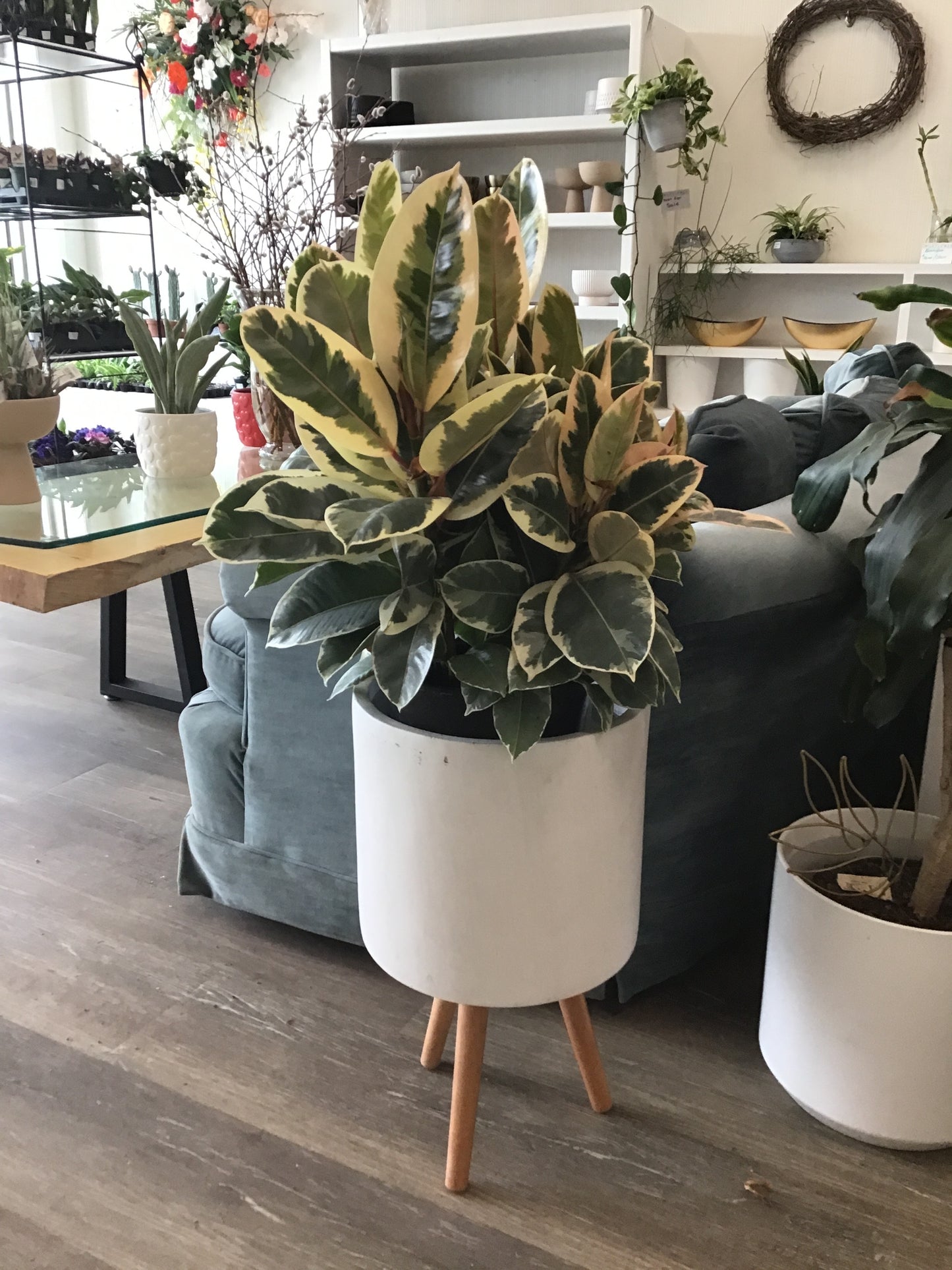 Ficus Tineke