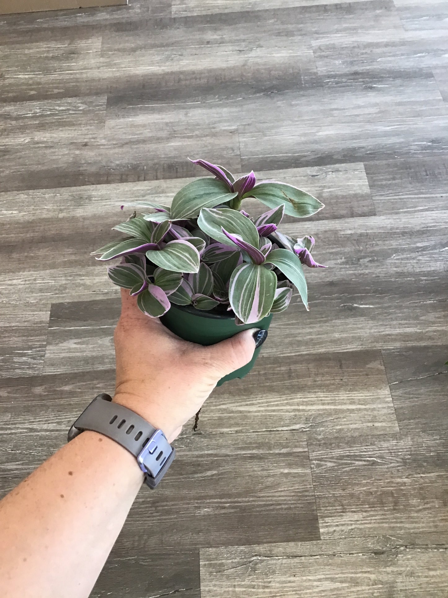Tradescantia Sweetness