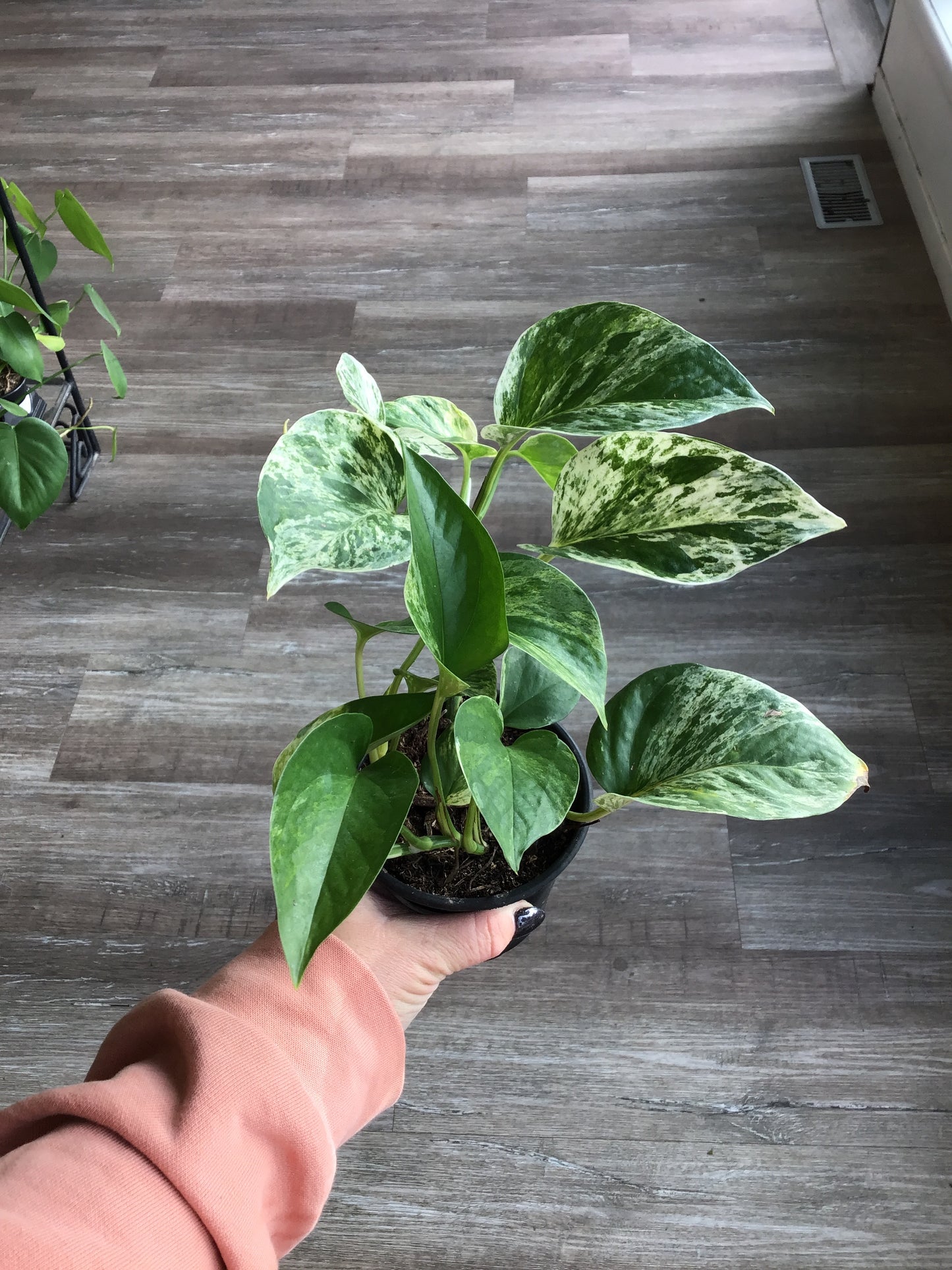 Marble Queen Pothos