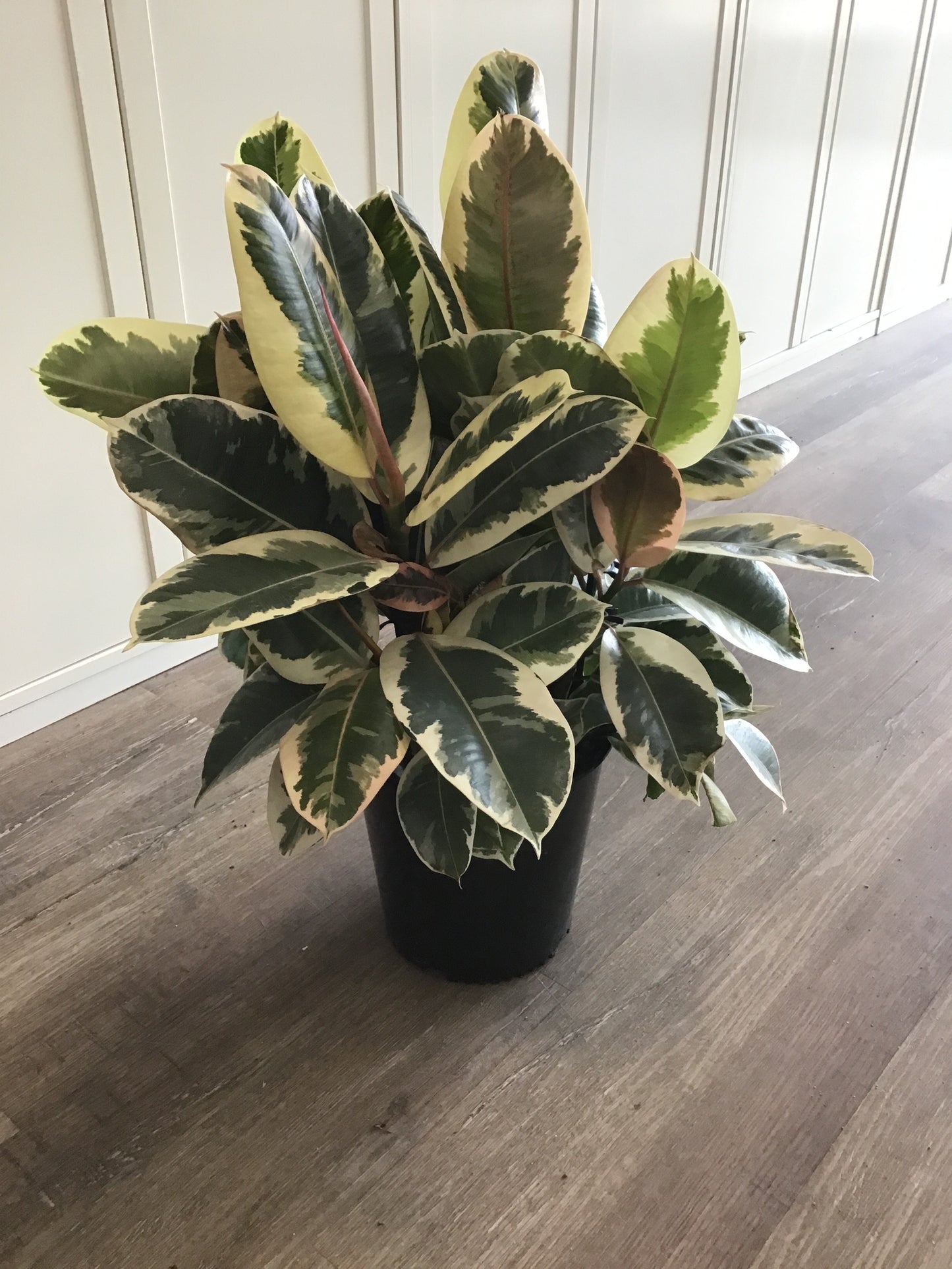 Ficus Tineke