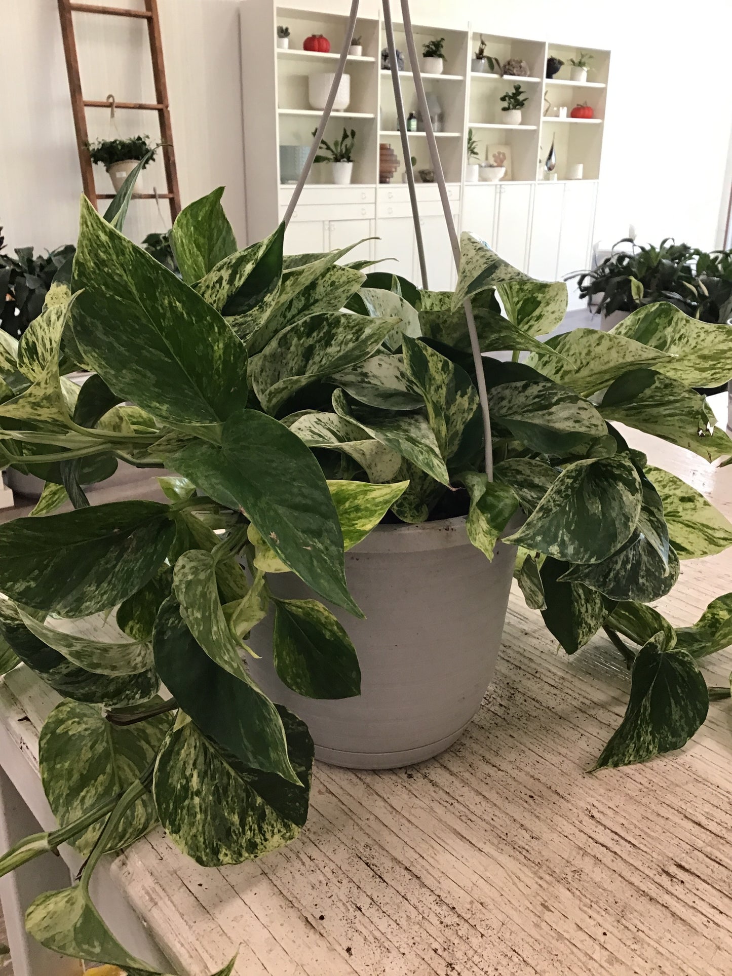 Marble Queen Pothos