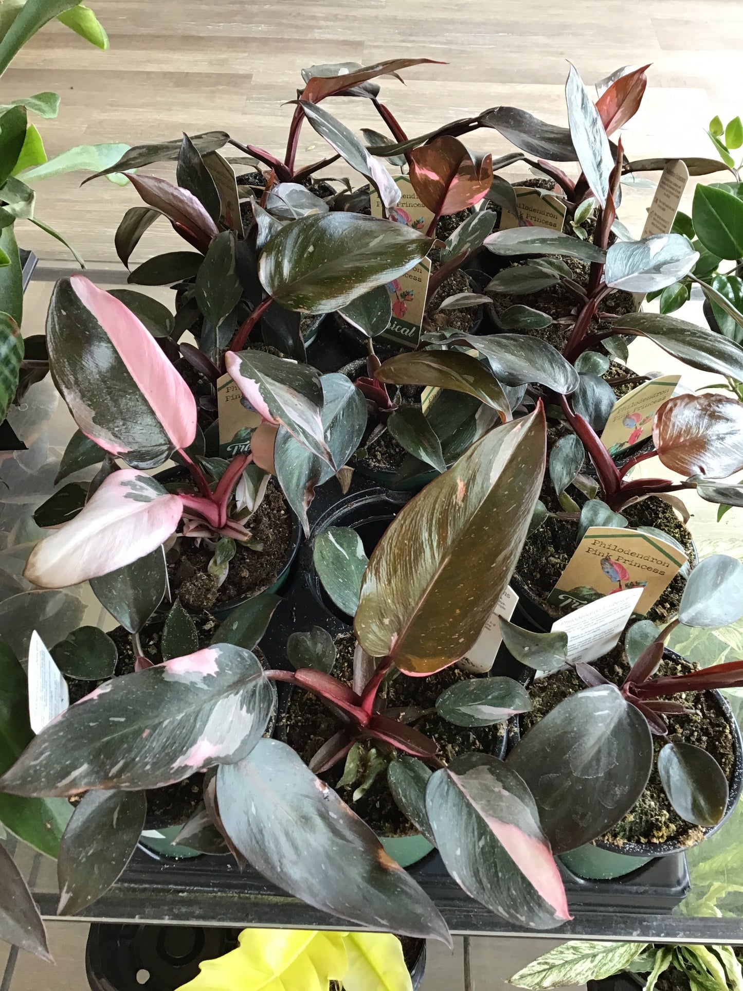 Philodendron Pink Princess