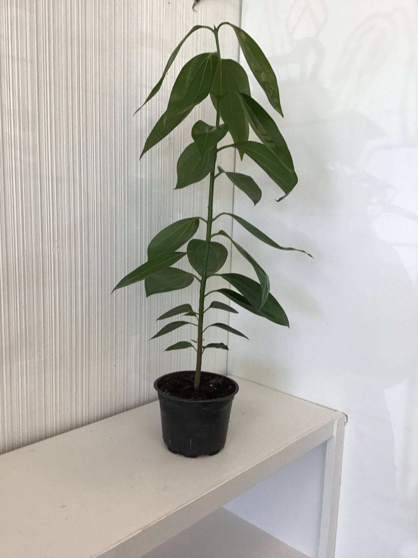 6” Cinnamon Plant