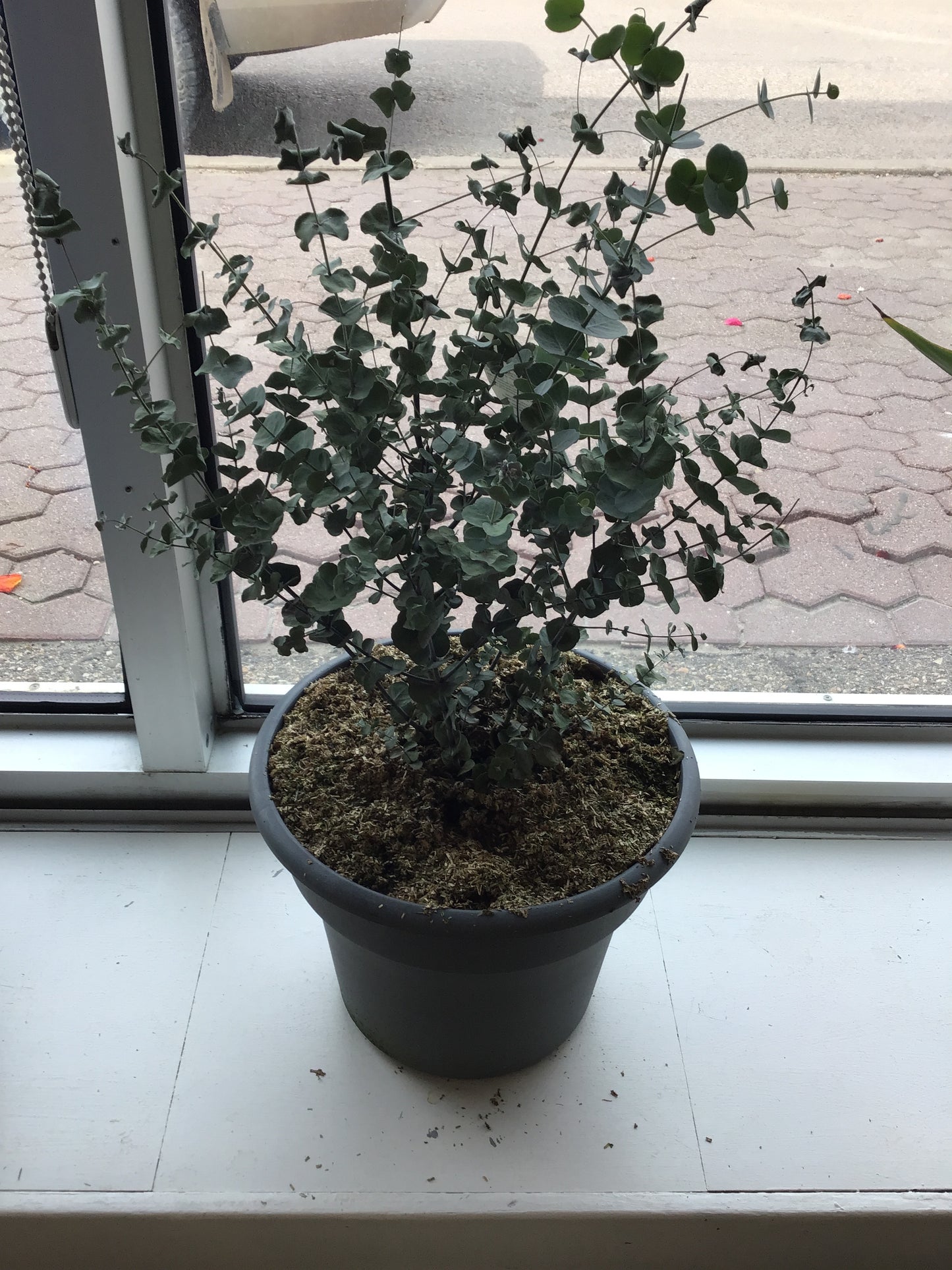 Eucalyptus Plant