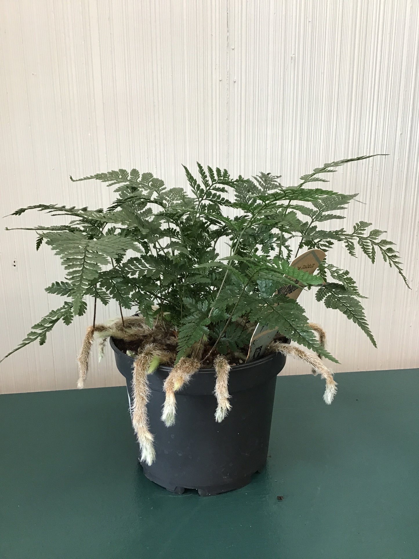 Fern Rabbit’s Foot, white