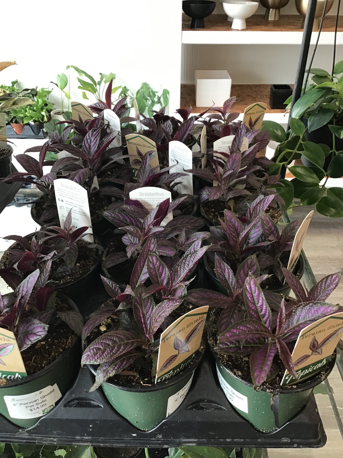 Persian Shield