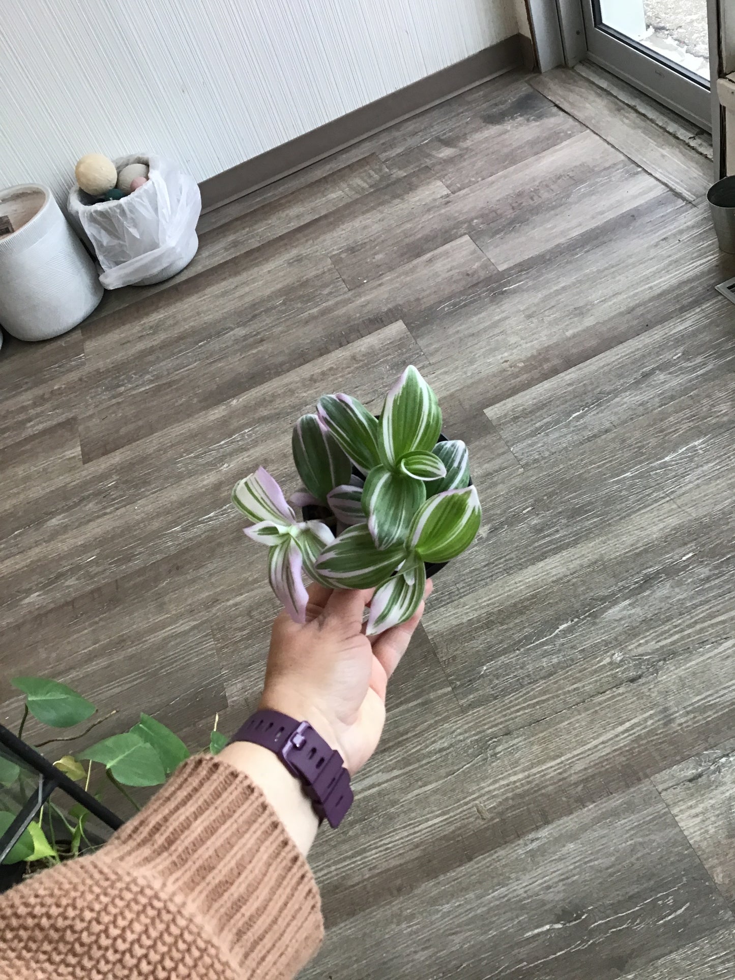 Tradescantia Nanouk