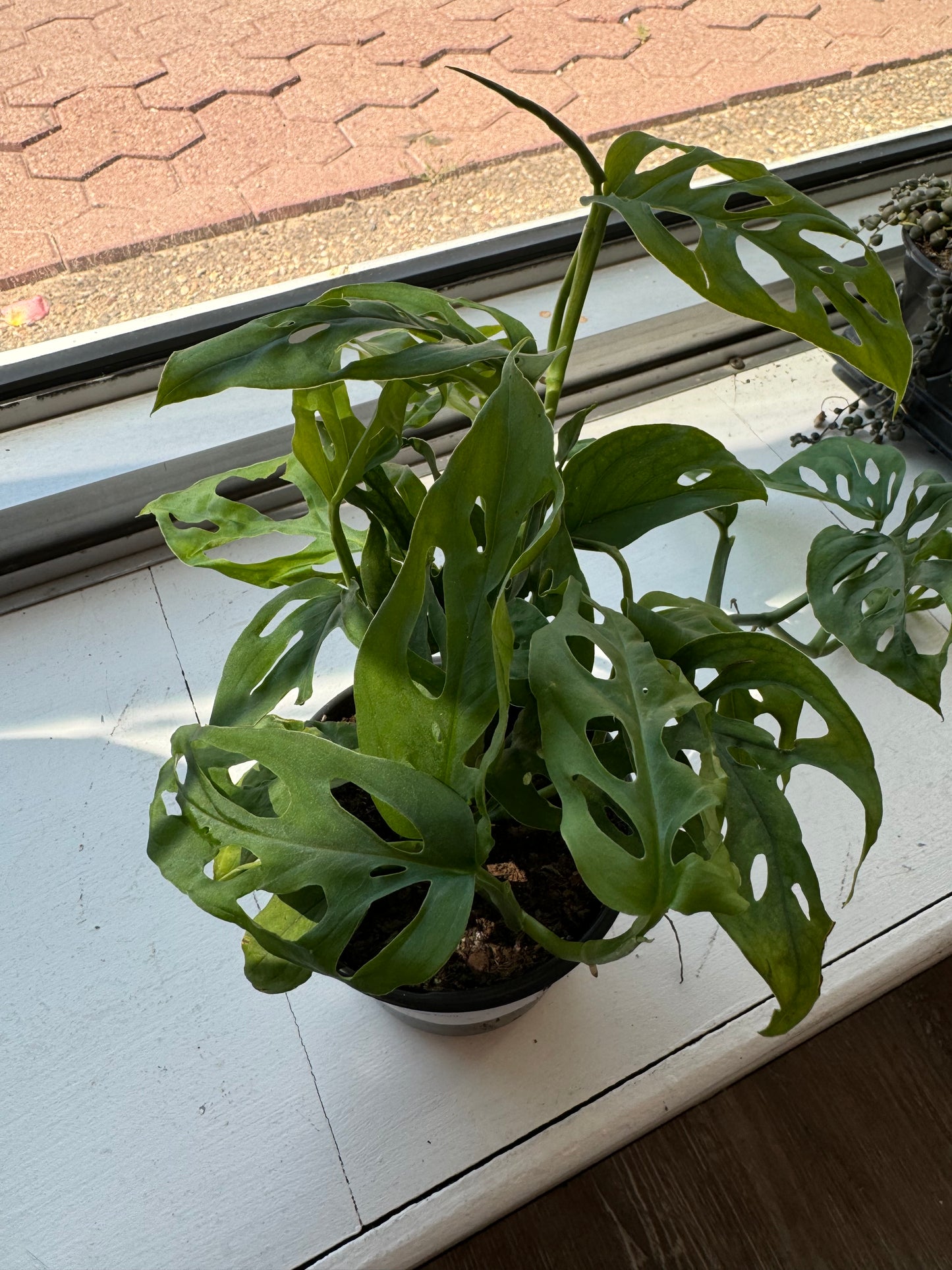 4” Swiss Cheese Philo