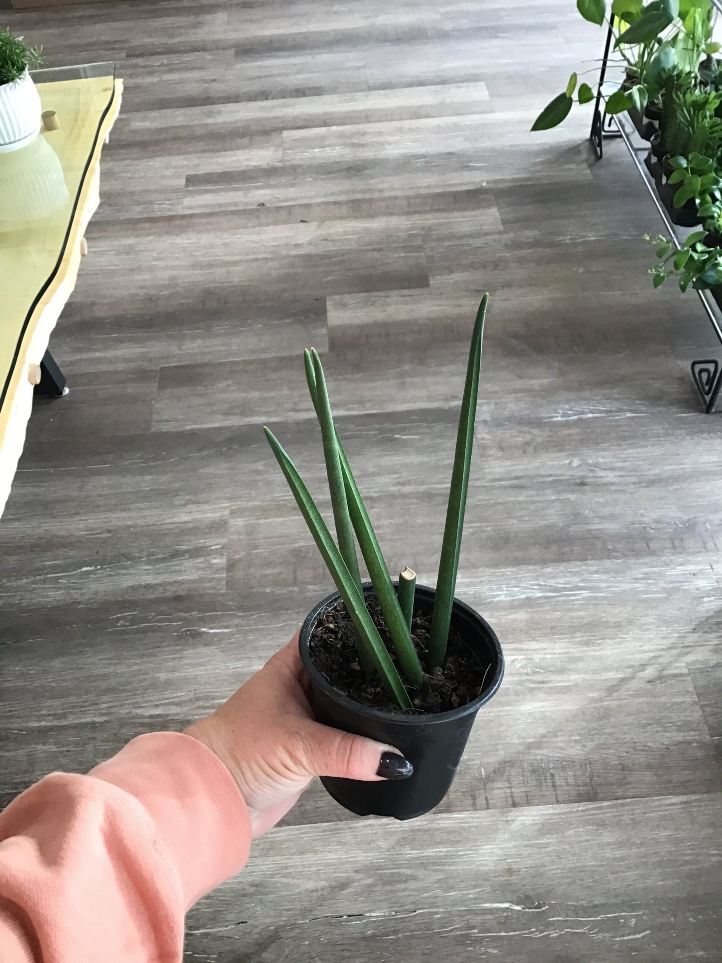 Sansevieria Fernwood