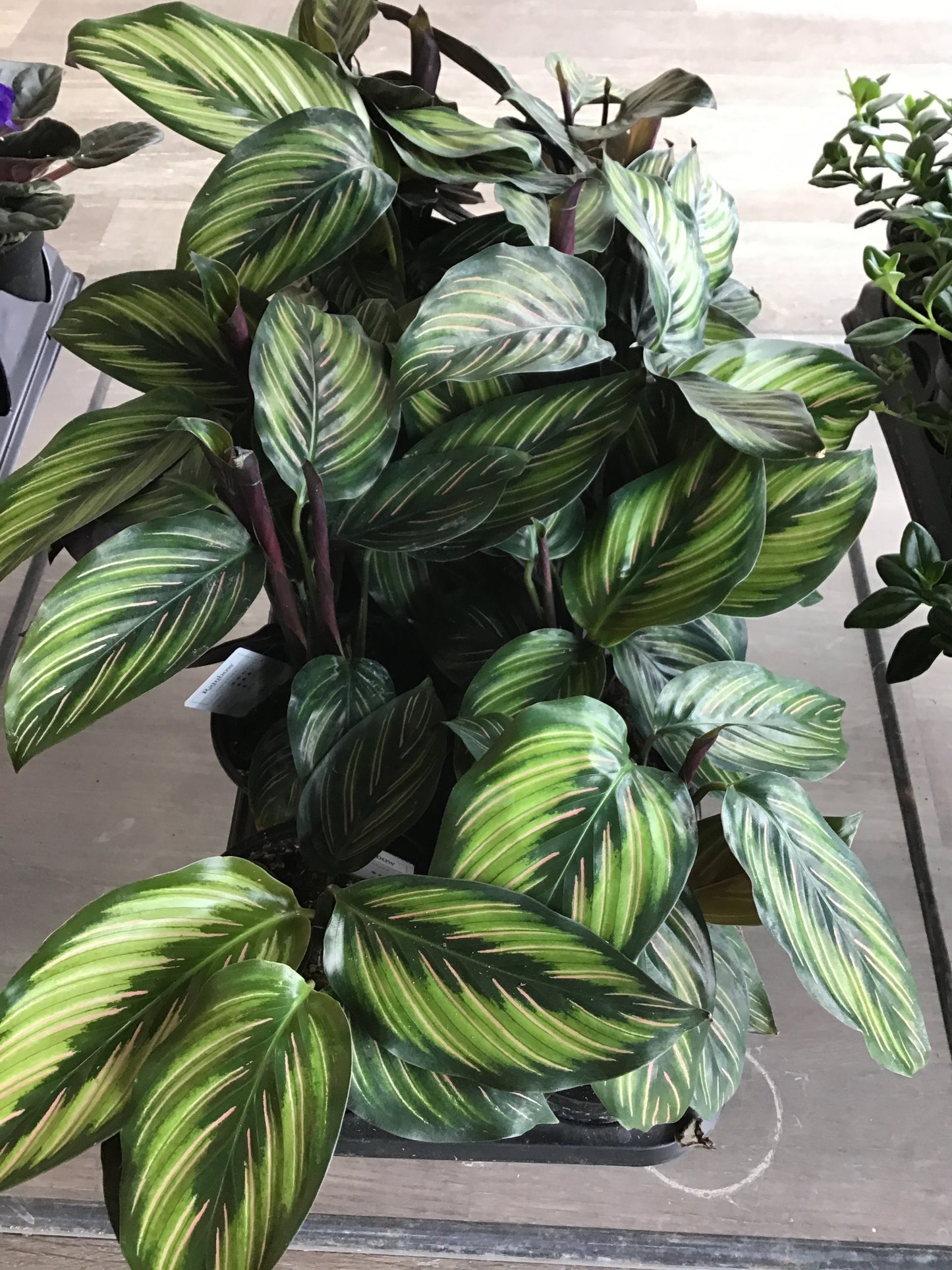 Calathea Beauty Star