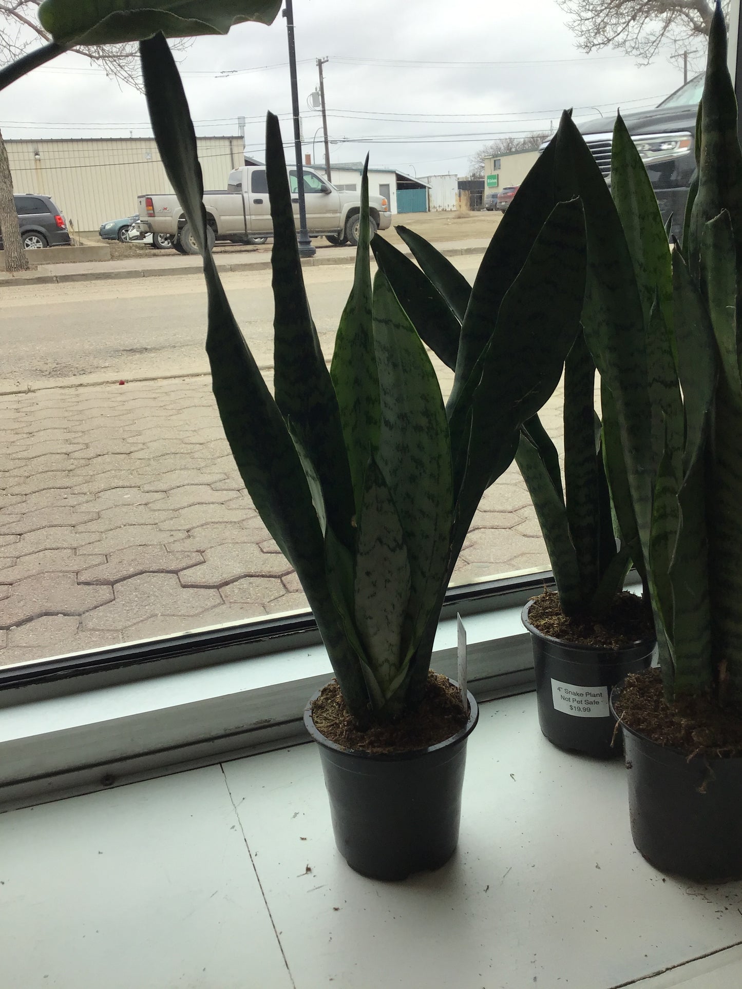 Snake Plant