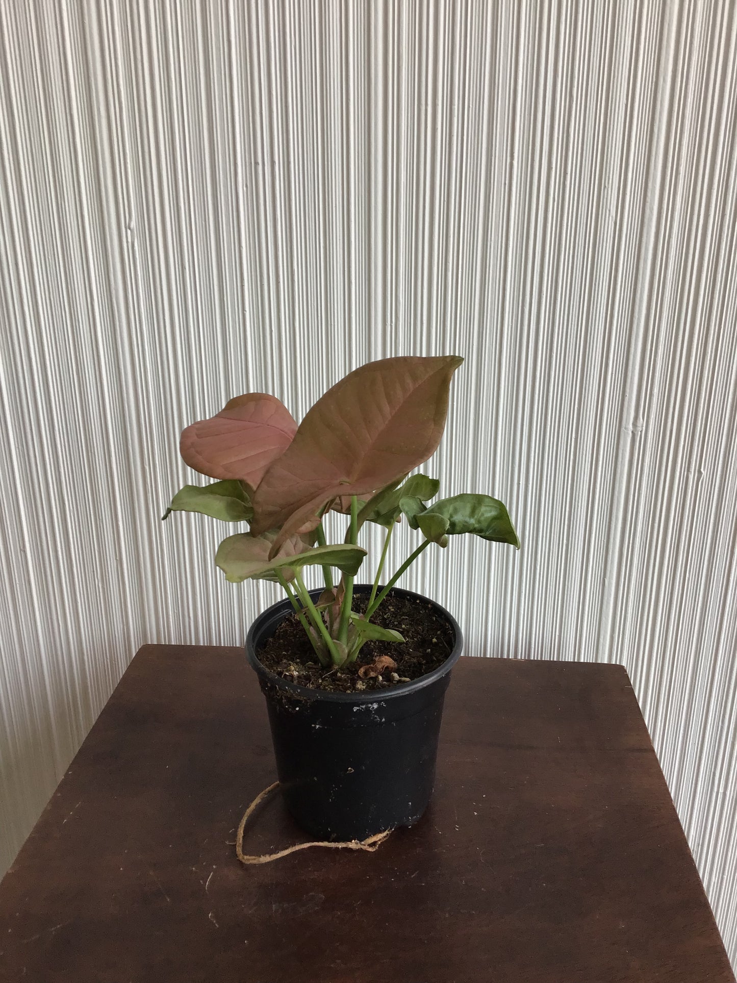 Syngonium Neon