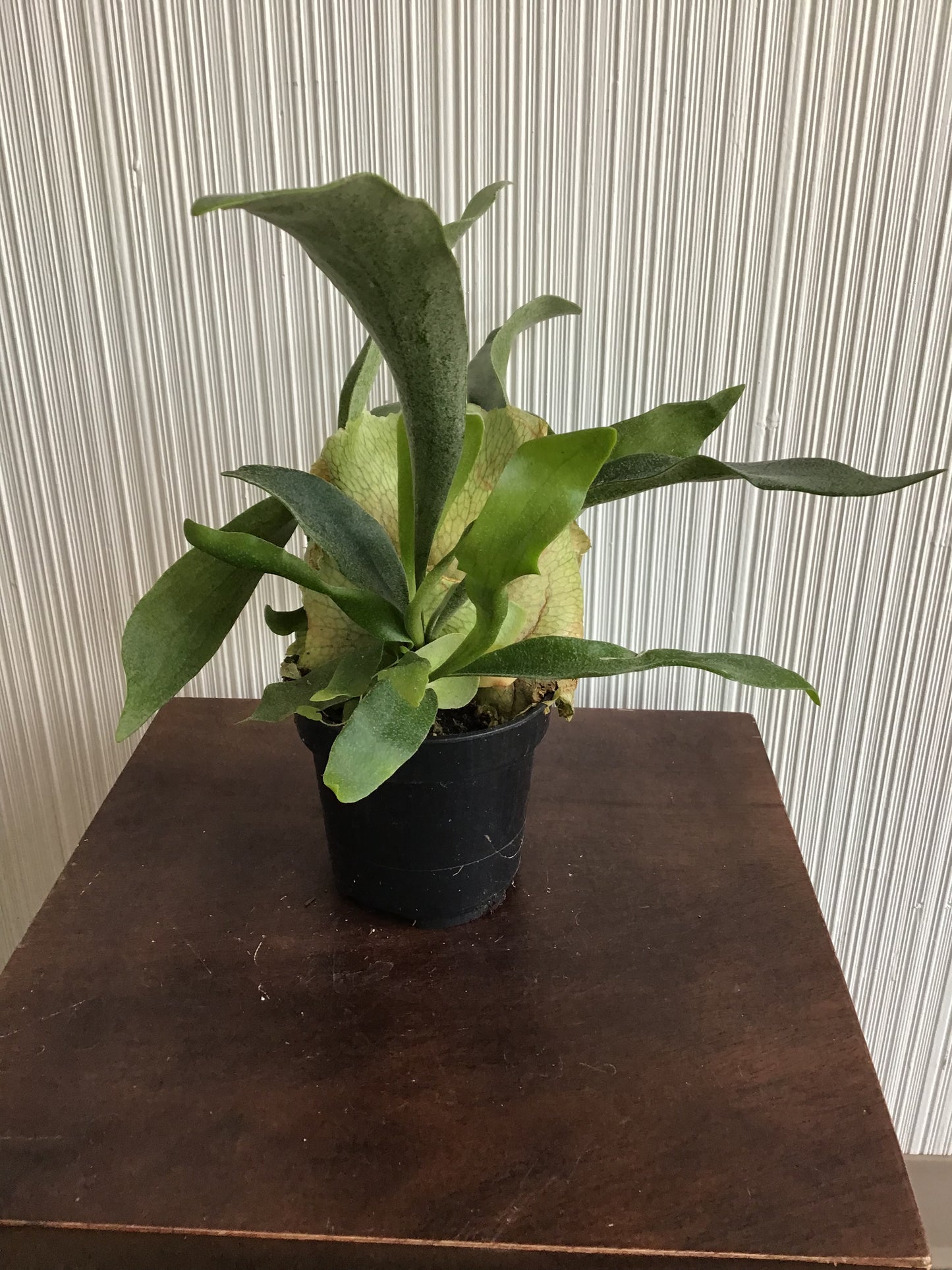 Fern Staghorn