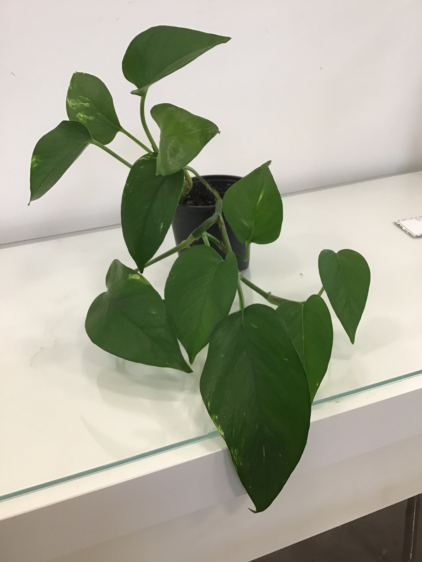 Pothos
