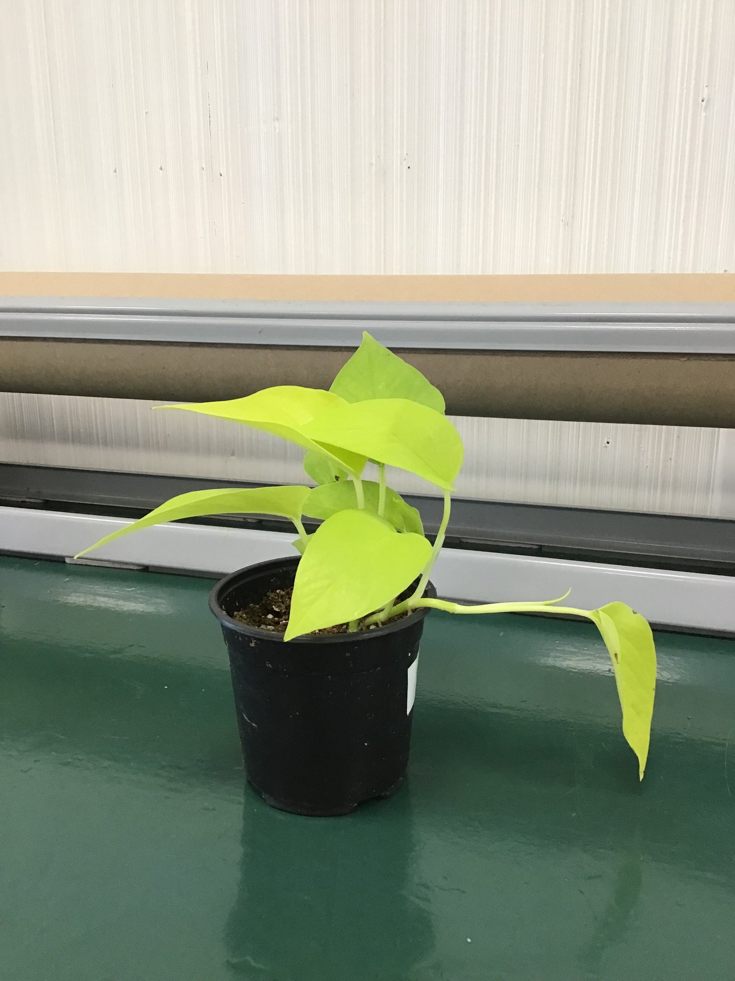 Neon Pothos